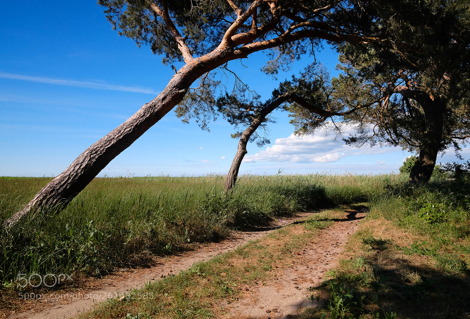 Fujifilm X-T20 sample photo. Pines on the shore photography