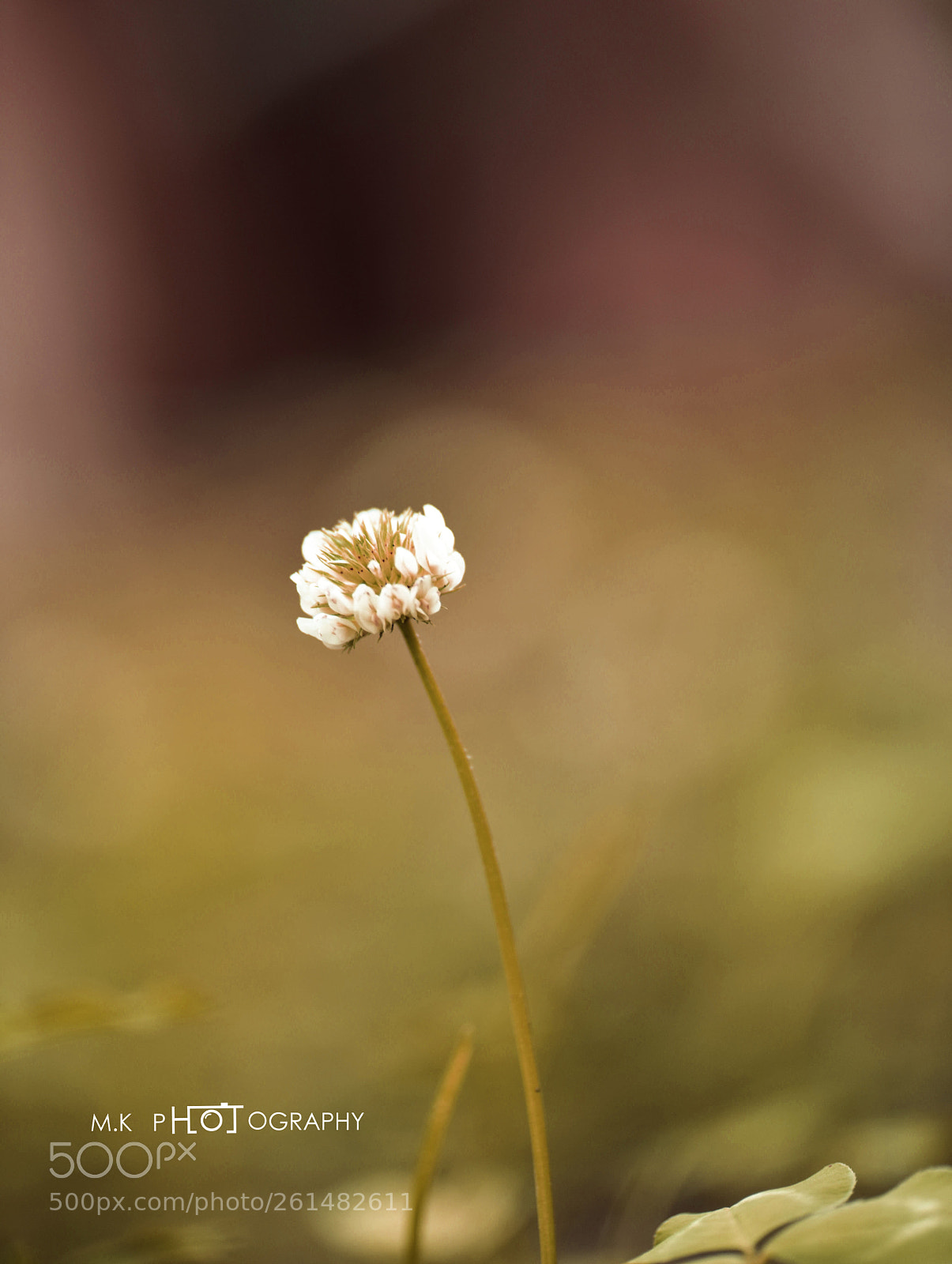 Nikon D810 sample photo. Untitled photography
