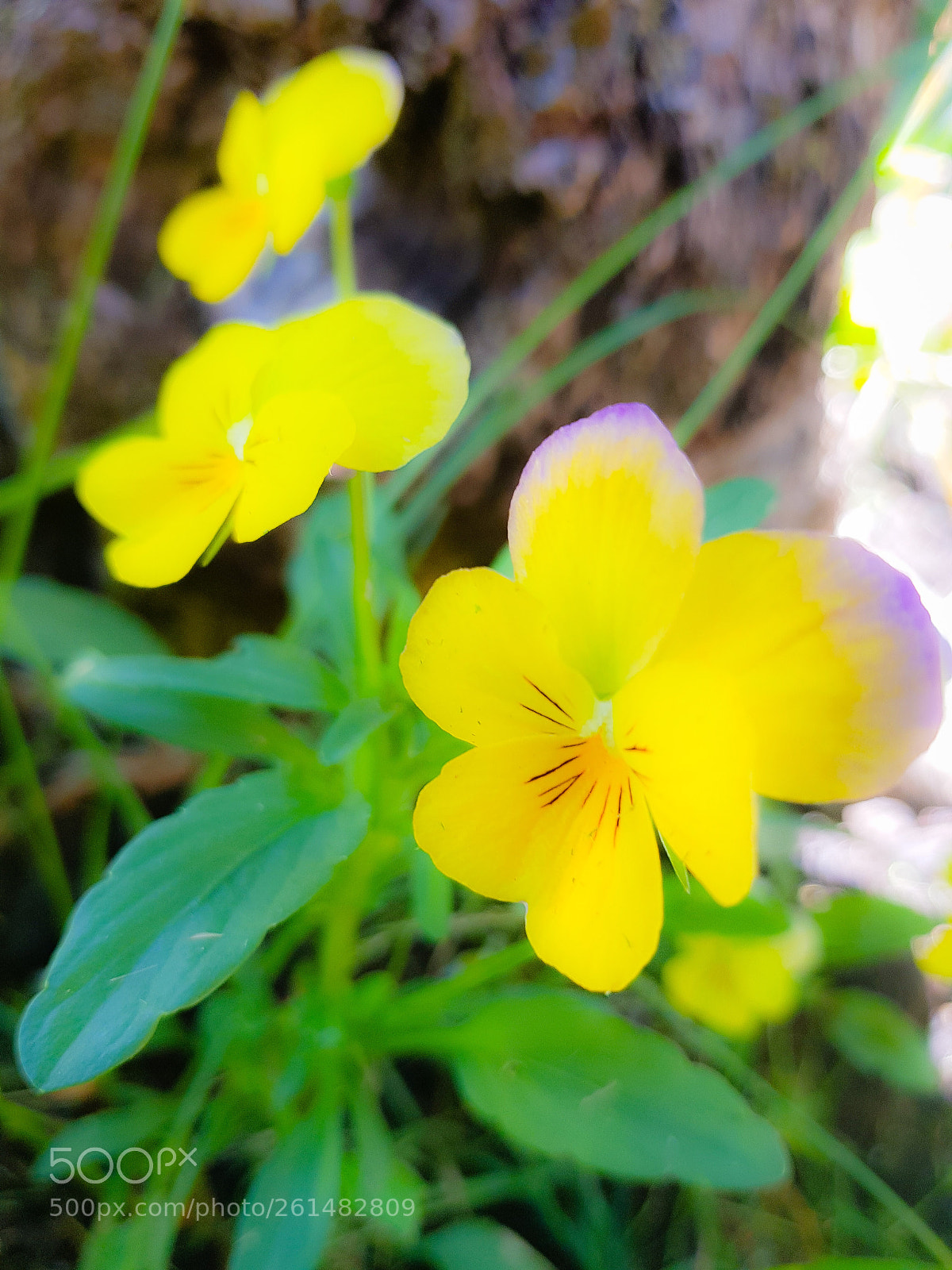 Samsung Galaxy S8+ sample photo. Yellow flowers photography