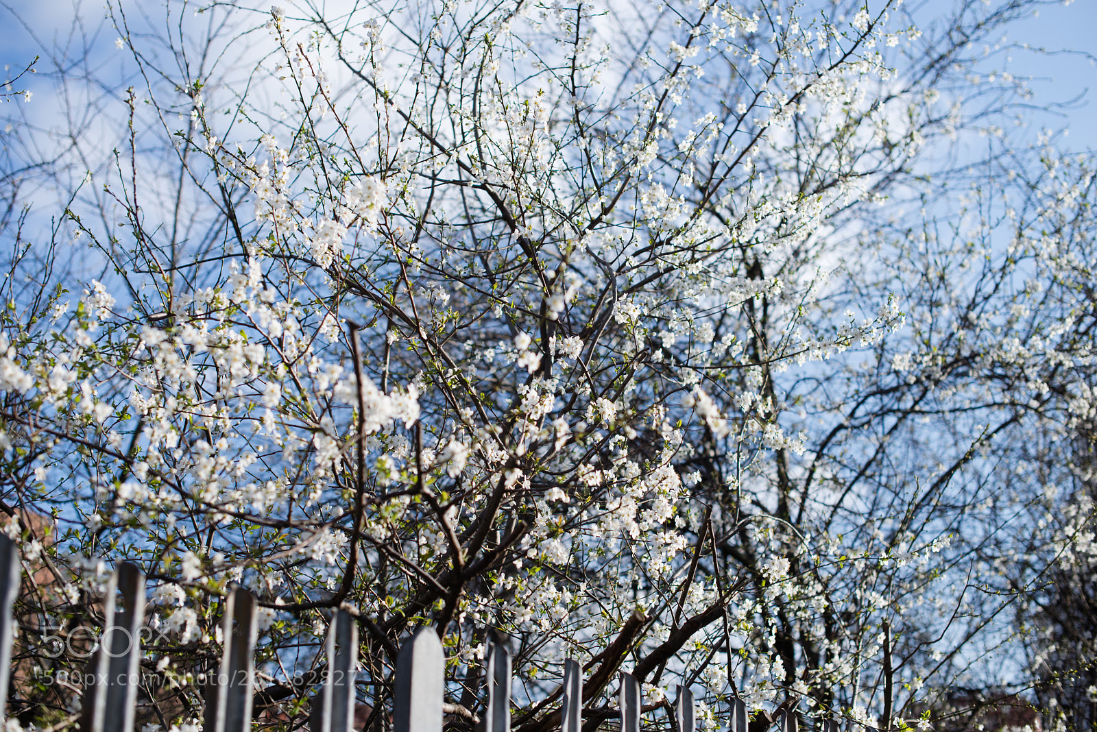 Nikon D600 sample photo. Untitled het c-c project photography