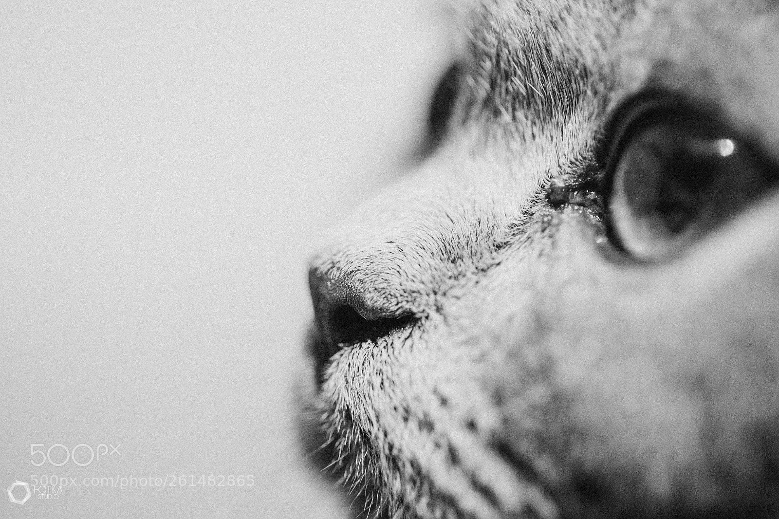 Canon EOS 6D sample photo. Doris_cat photography