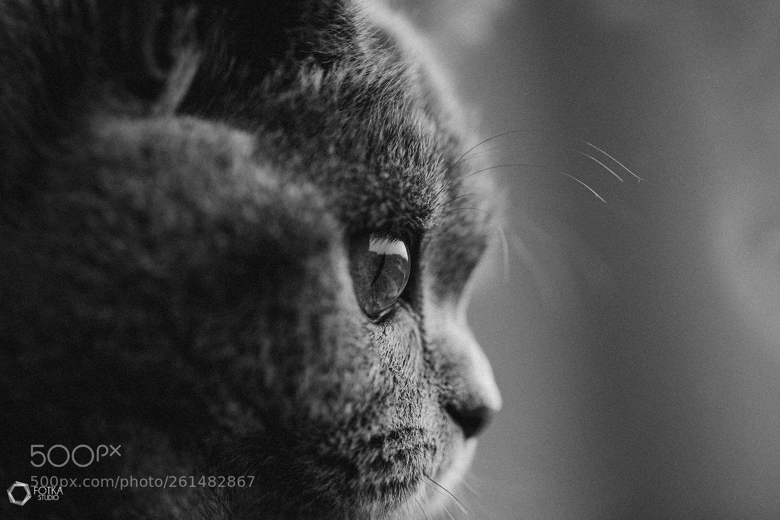 Canon EOS 6D sample photo. Doris_cat photography