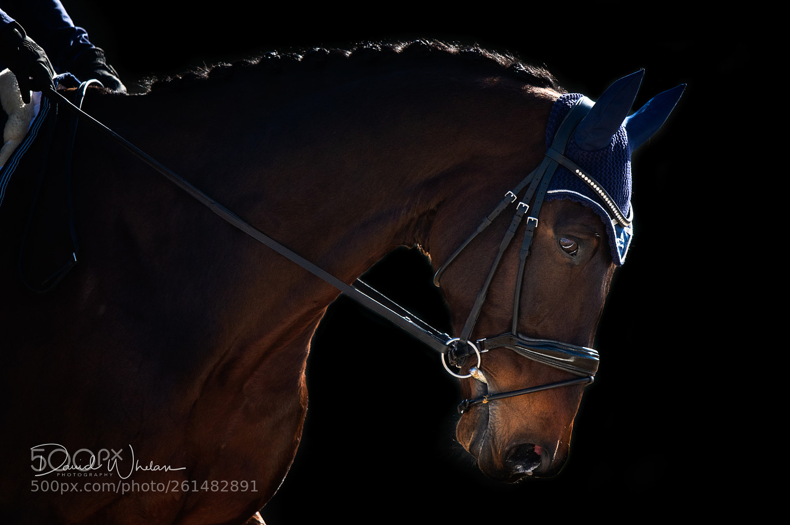 Nikon D850 sample photo. Dressage photography