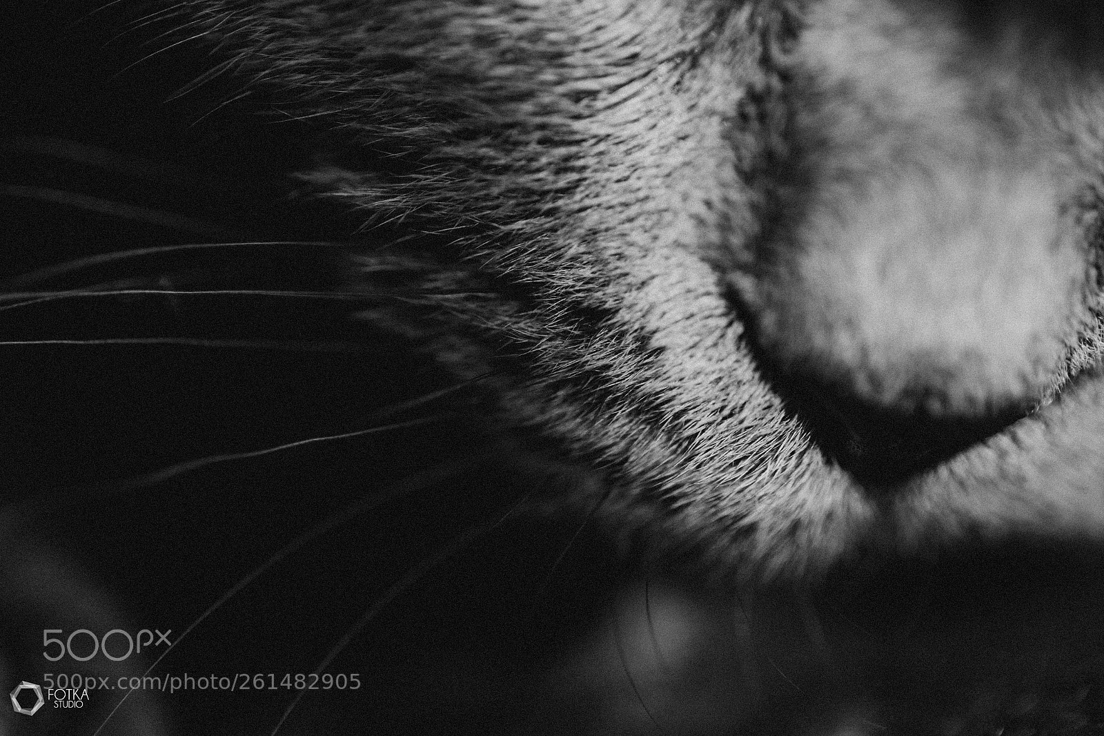 Canon EOS 6D sample photo. Doris_cat photography