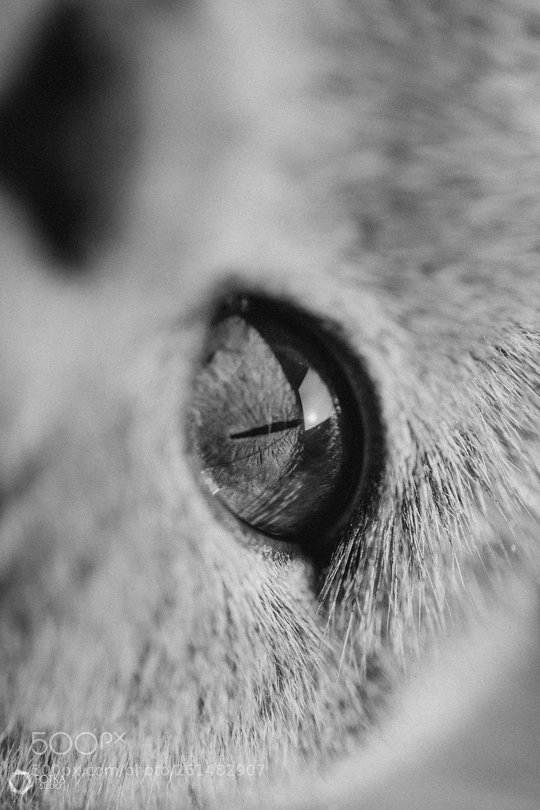 Canon EOS 6D sample photo. Doris_cat photography