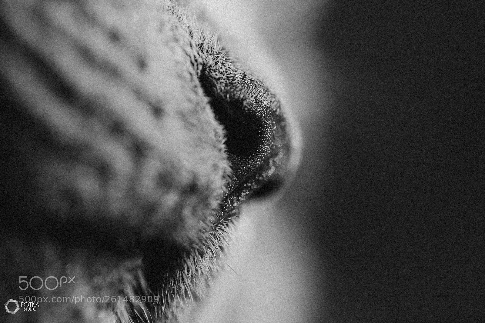 Canon EOS 6D sample photo. Doris_cat photography