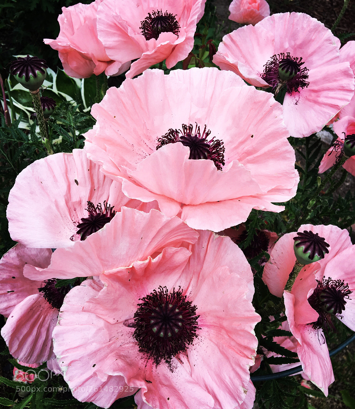 Apple iPhone 6s sample photo. Pink. photography