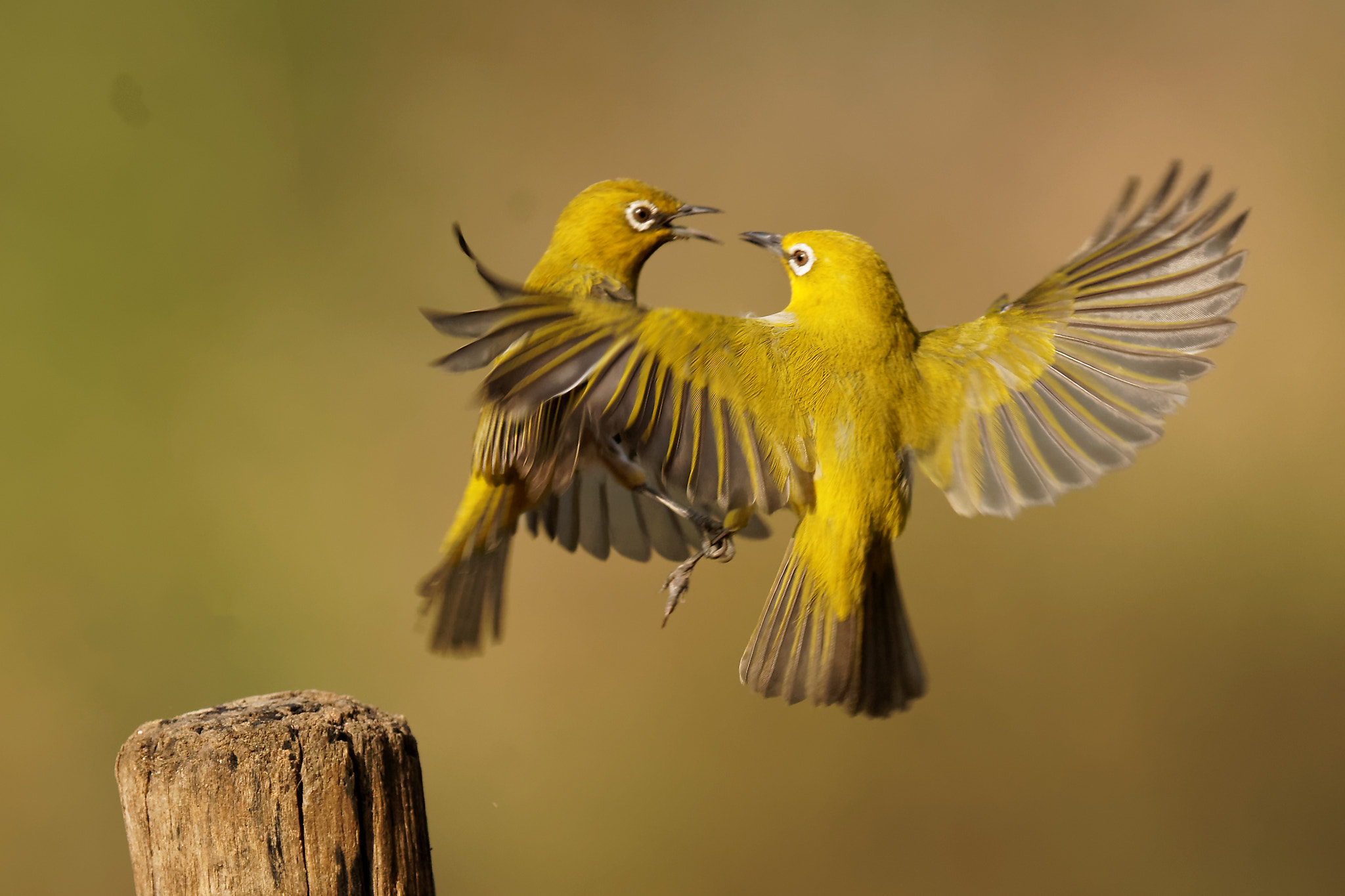 Sony ILCA-77M2 + Sony 500mm F4 G SSM sample photo. Turf war - oriental white eye photography