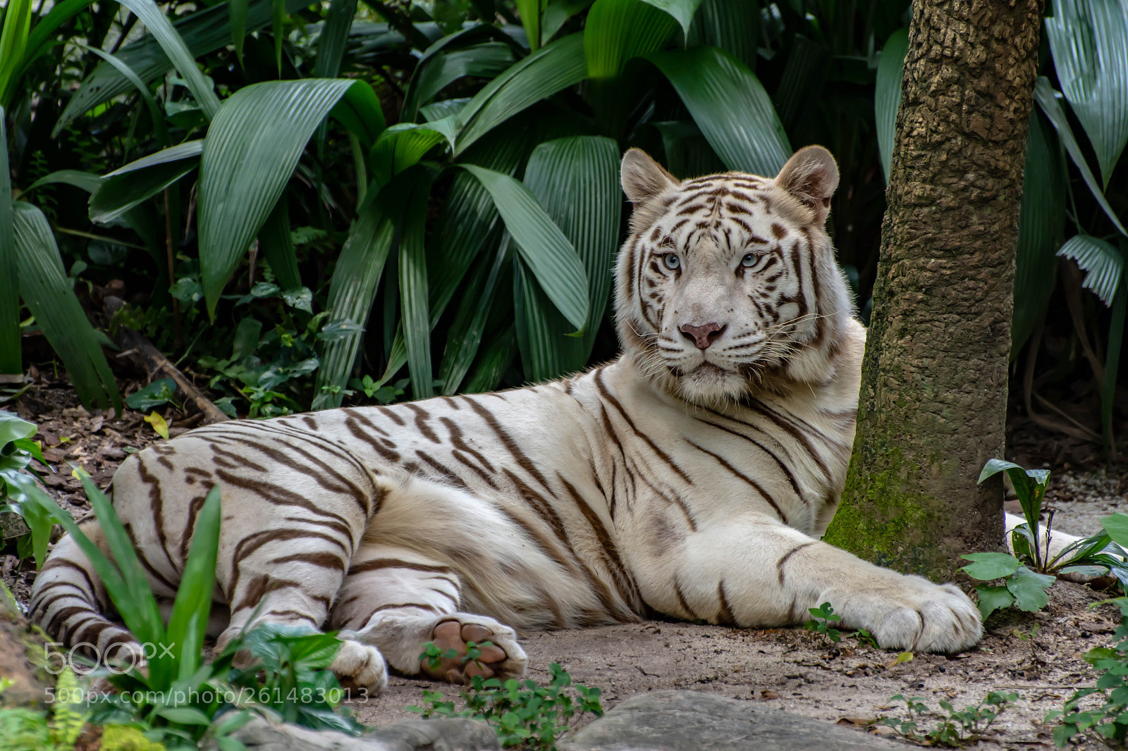 Nikon D7200 sample photo. Tiger photography