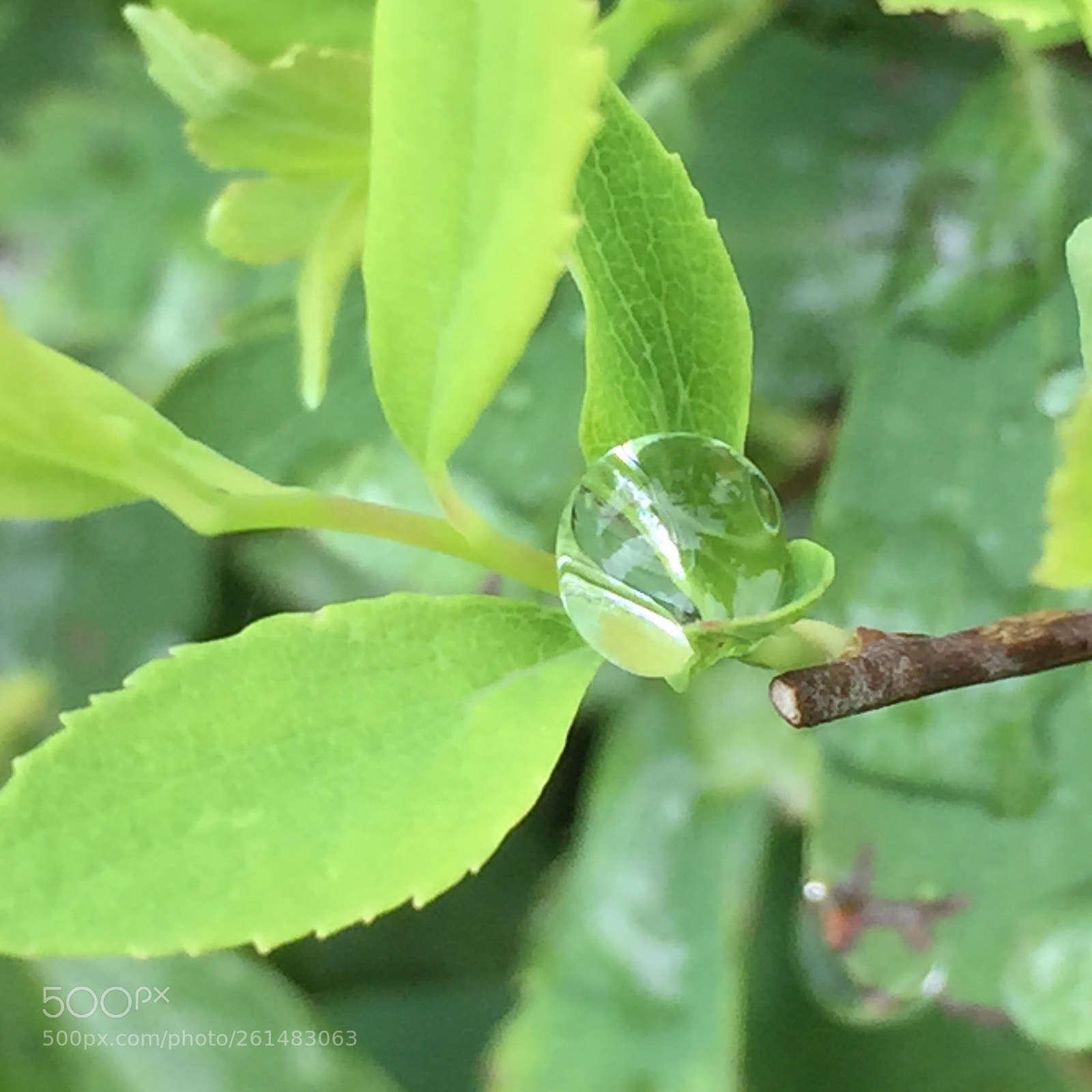 Apple iPhone 6 sample photo. Untitled photography