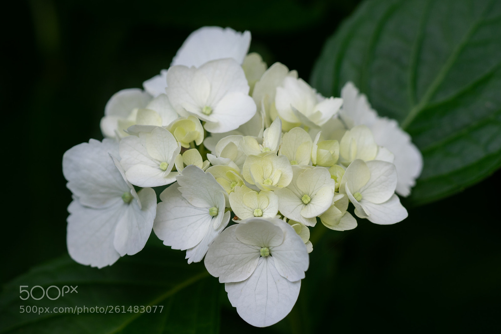 Sony a7 II sample photo. Hydrangea photography