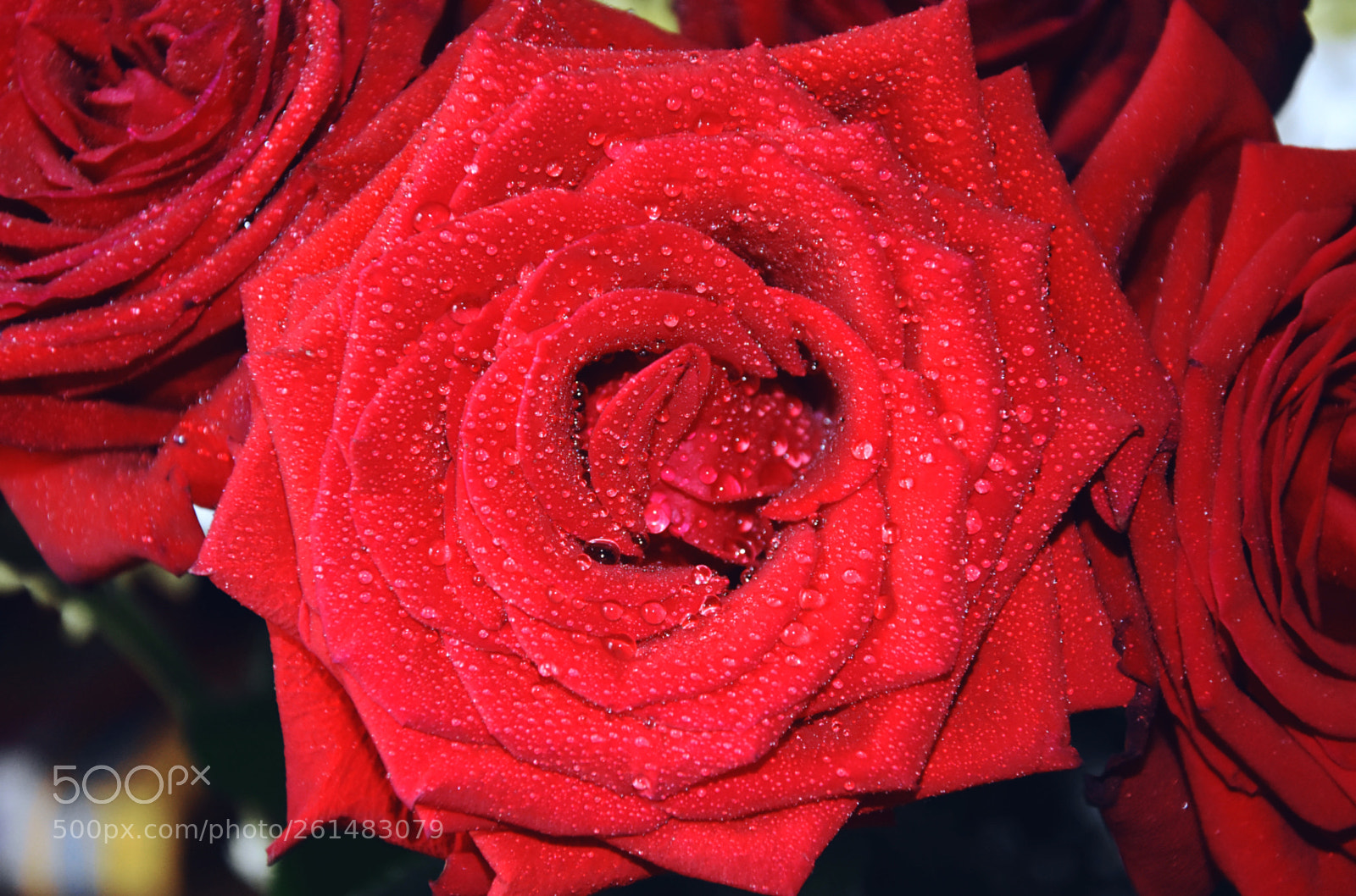 Nikon D7200 sample photo. Rose and dew photography
