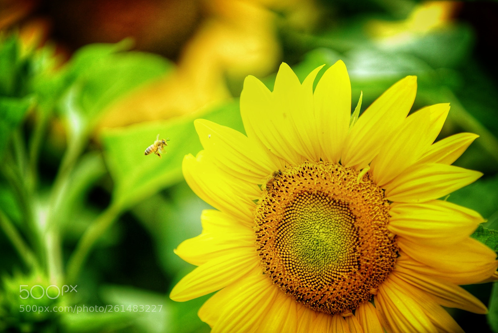 Sony a7R II sample photo. Bee(sun flower) photography