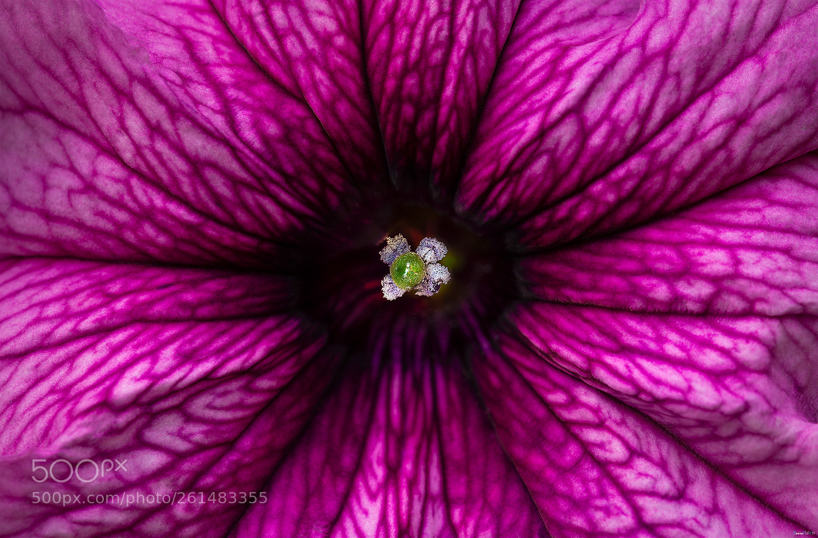 Nikon D850 sample photo. Petunia. photography