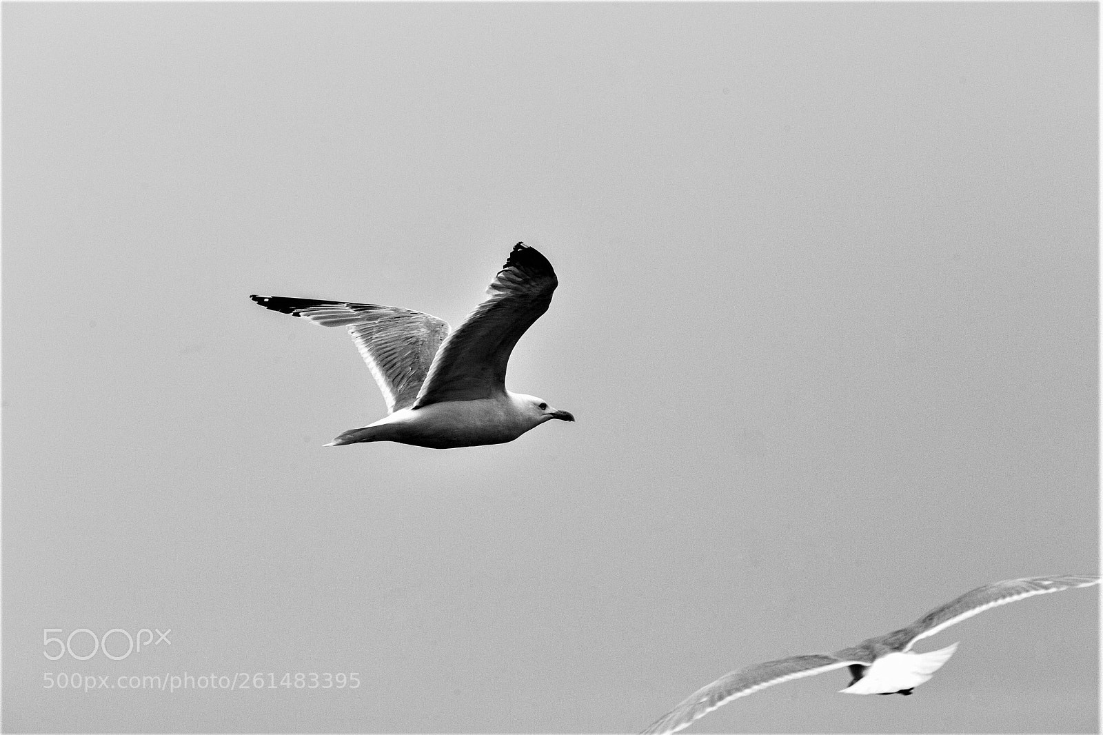 Canon EOS 6D sample photo. Flying photography