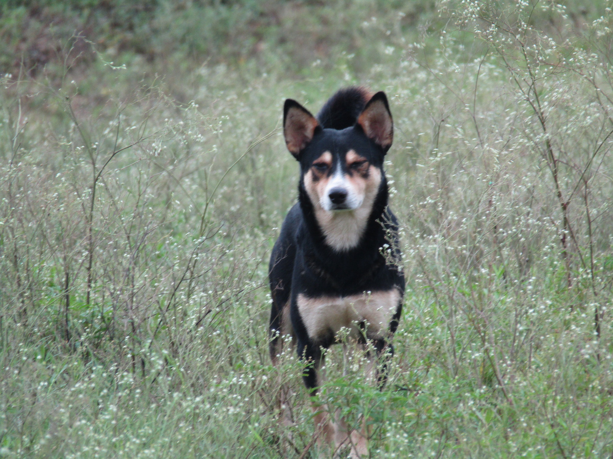Canon POWERSHOT SX430 IS sample photo. Dog photography