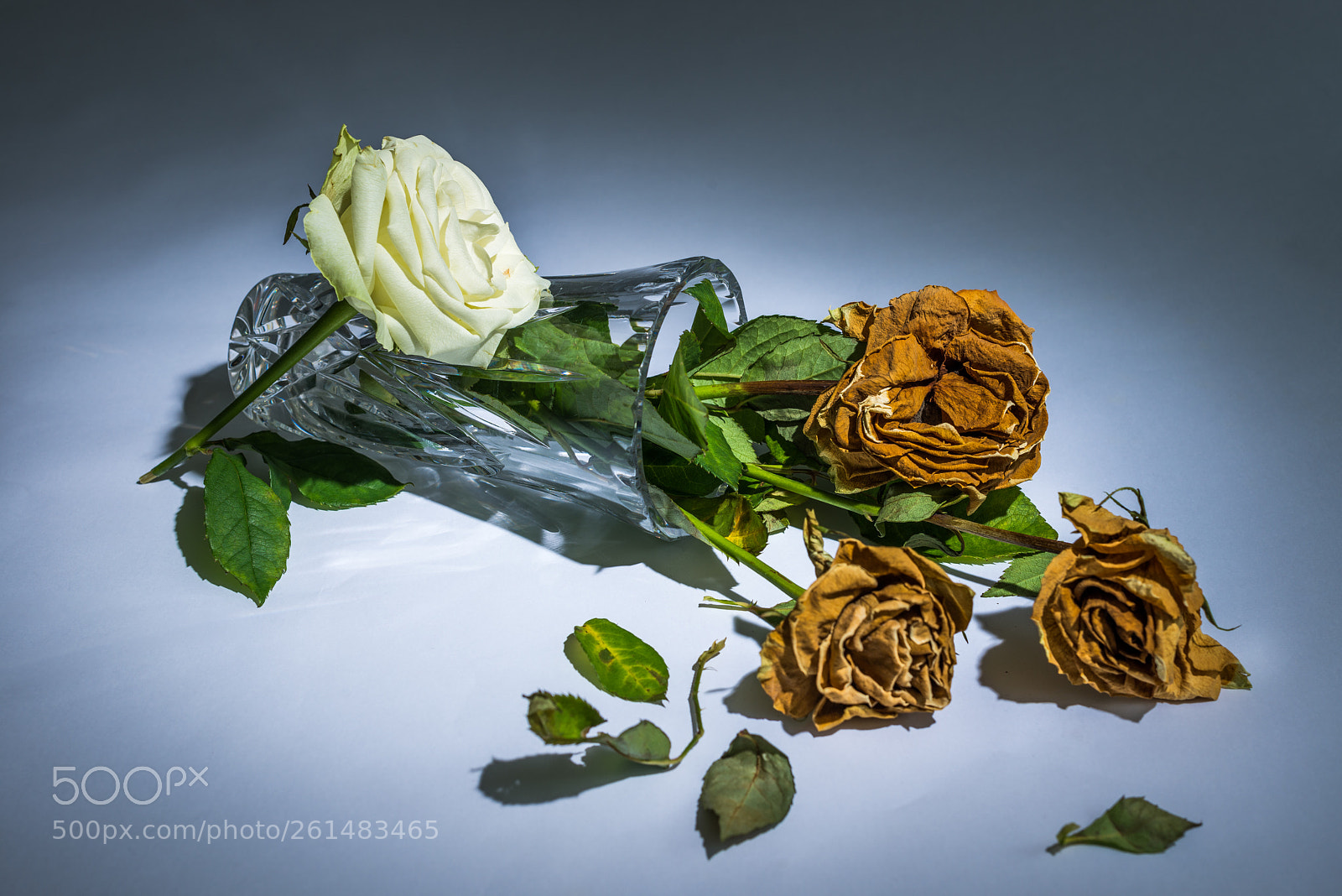 Nikon D800 sample photo. Remember those that have photography