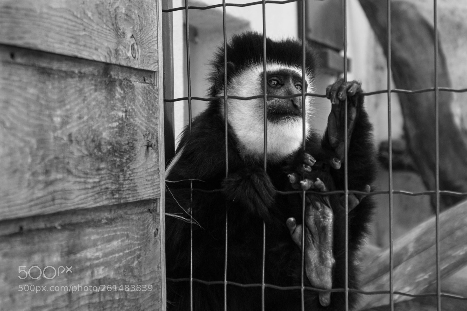 Sony Alpha DSLR-A350 sample photo. Monkey in a cage photography