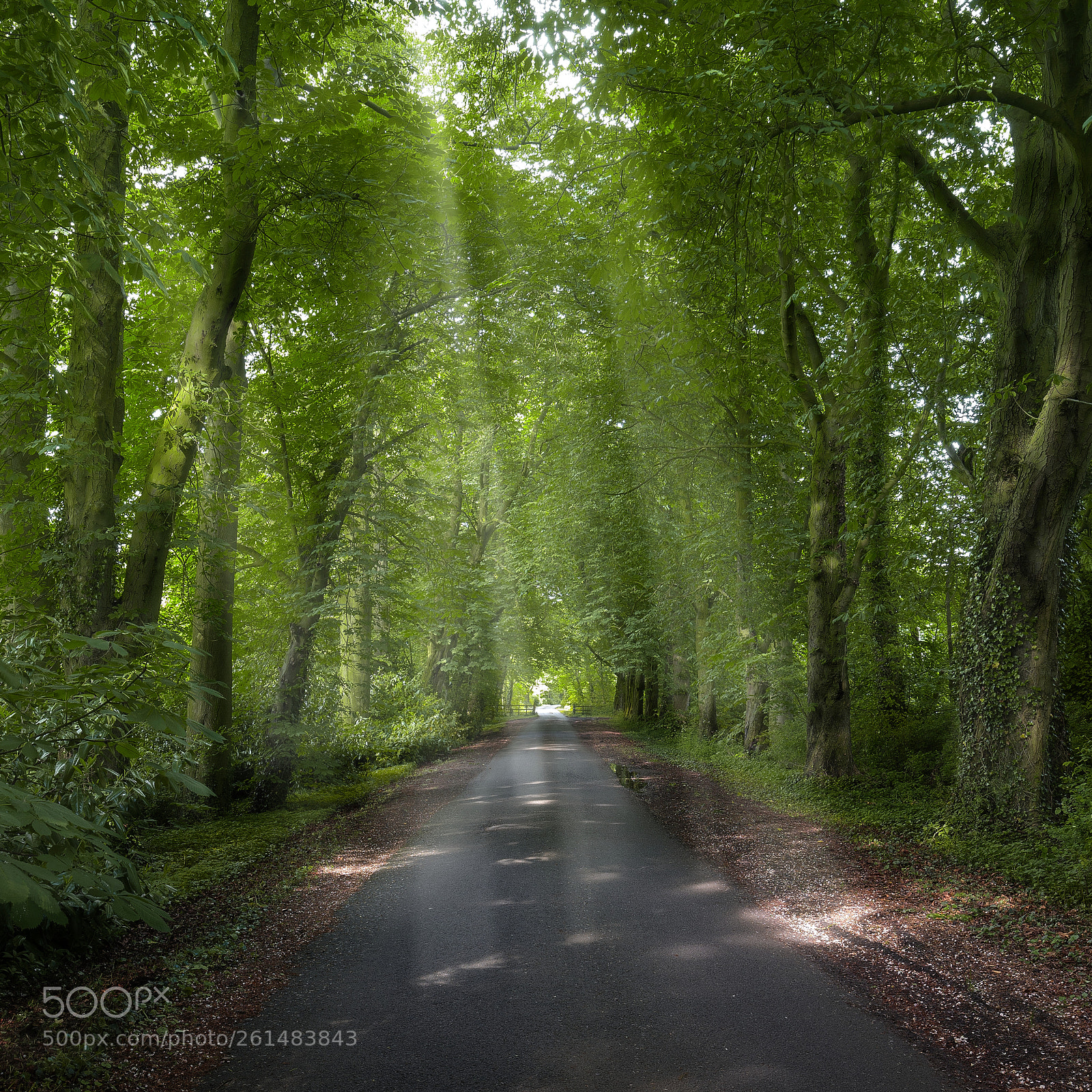 Sony a7R II sample photo. Forest light photography