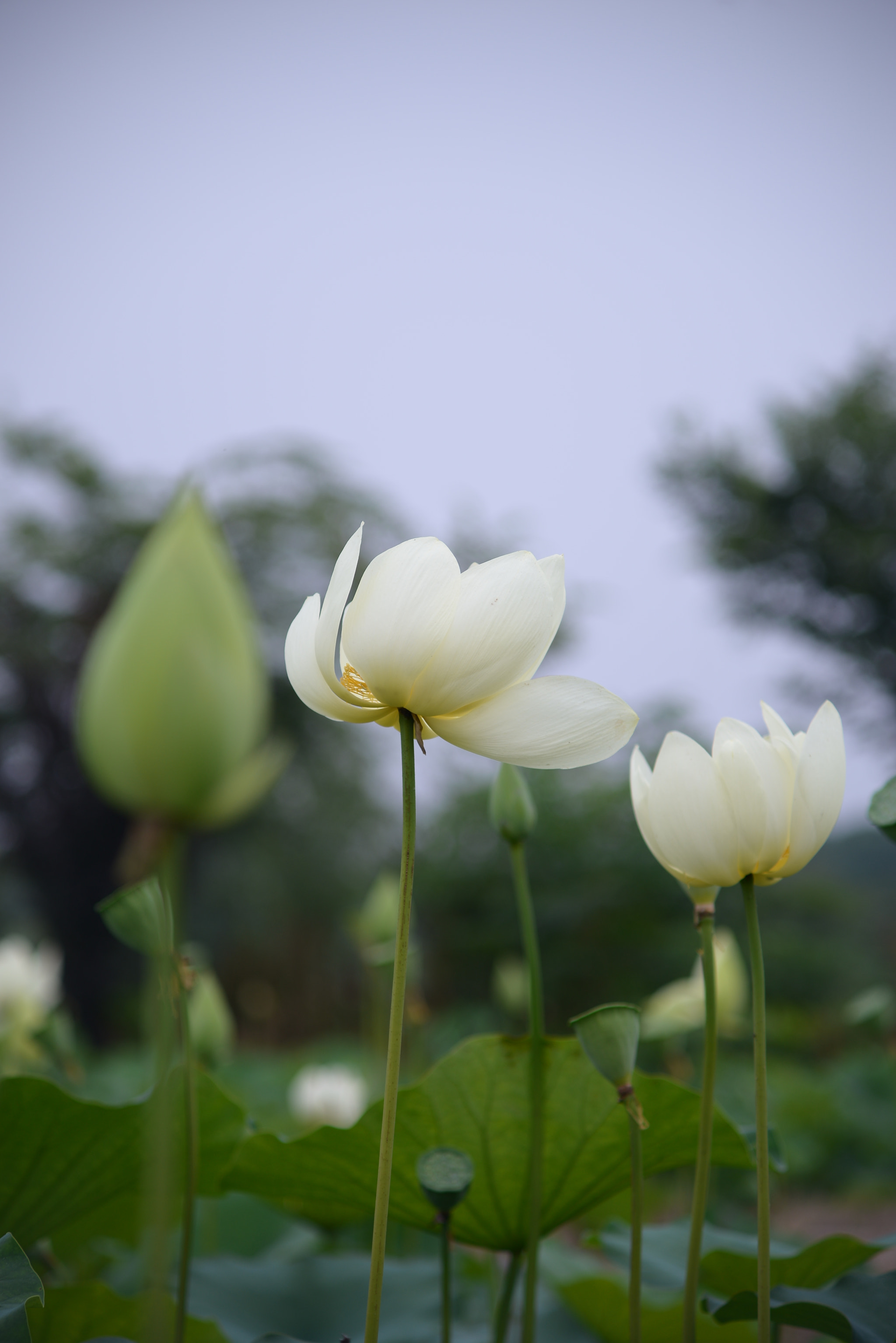 Nikon D610 + AF Zoom-Nikkor 70-210mm f/4 sample photo. 又是一年花开时，lotus flower photography
