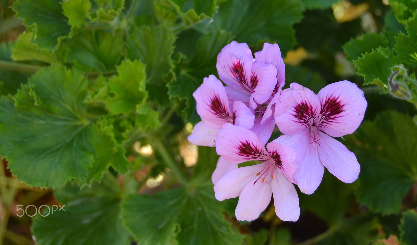 Nikon D3100 sample photo. Flower in spring photography