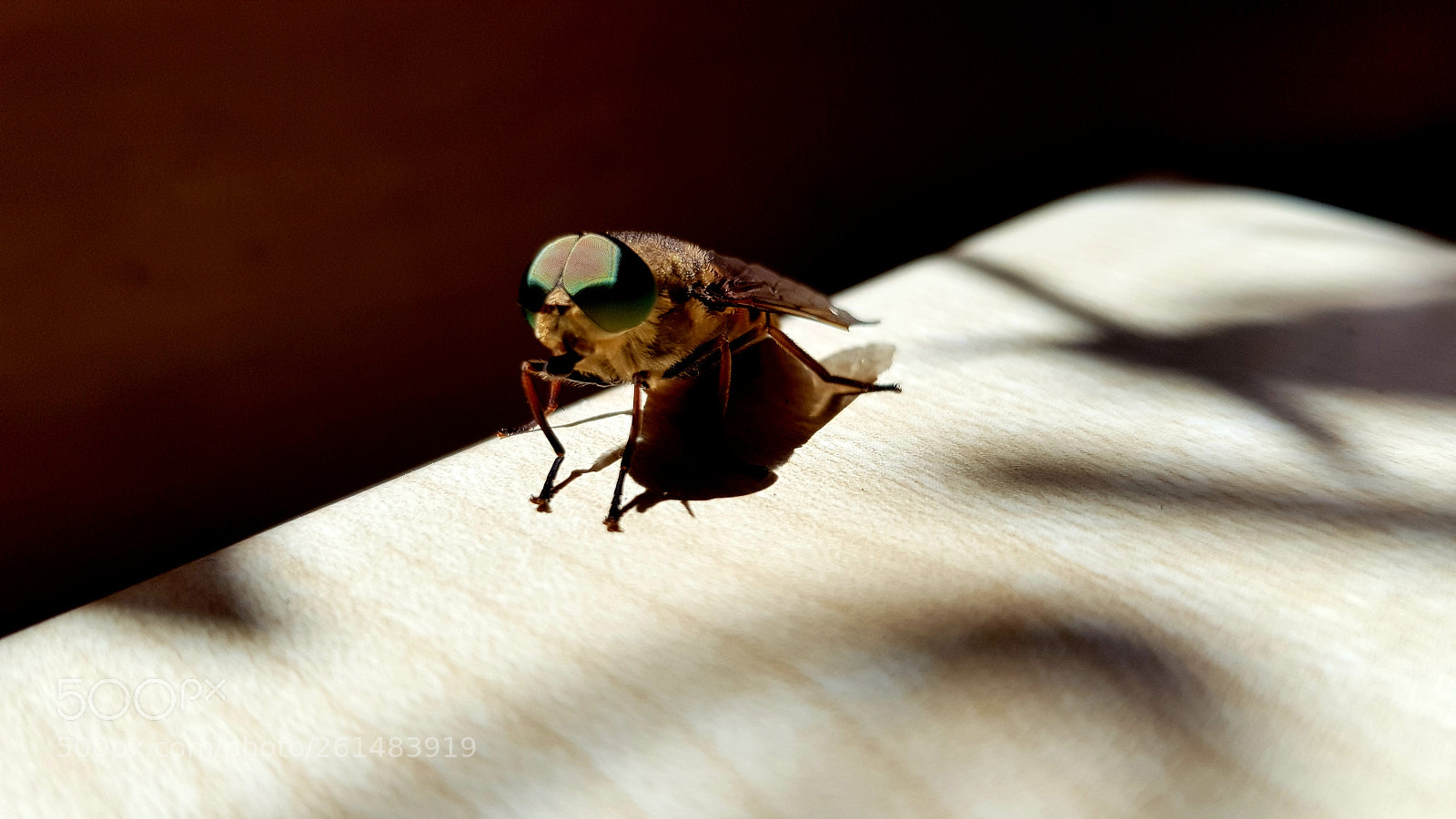 Samsung Galaxy S8 sample photo. Tigerfliege photography
