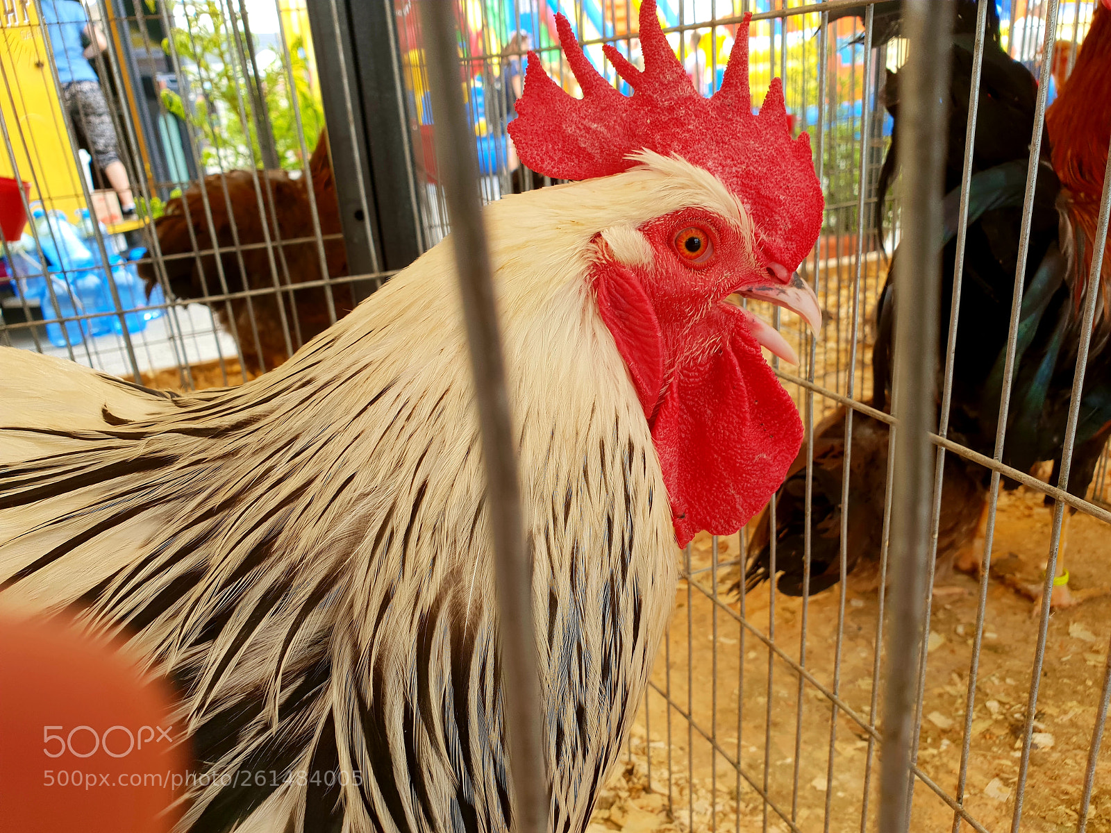 Samsung Galaxy S9 sample photo. Untitled photography