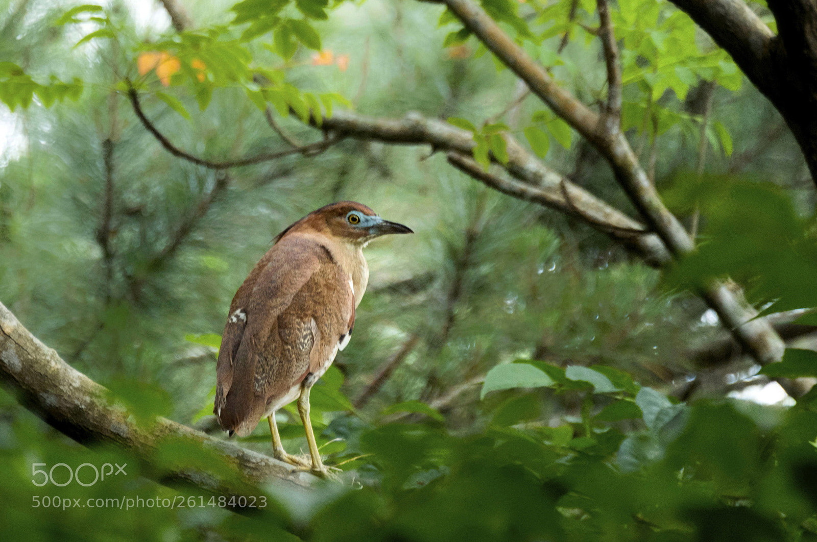 Nikon D500 sample photo. Gorsachius melanolophus photography