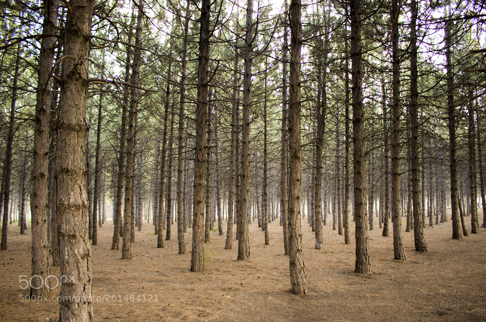 Canon EOS 77D (EOS 9000D / EOS 770D) sample photo. Infinite trees photography