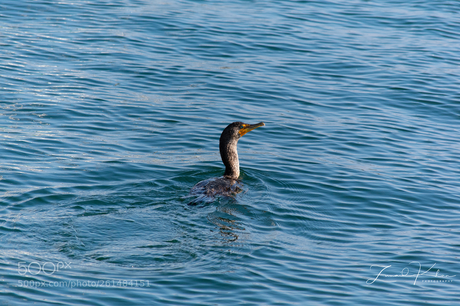 Nikon D3400 sample photo. Juvenile cormorant  photography