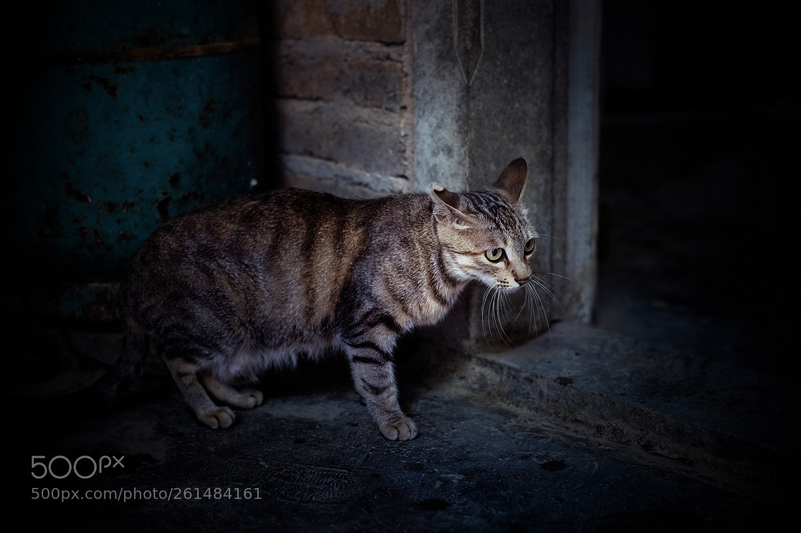 Nikon Df sample photo. 猫 photography