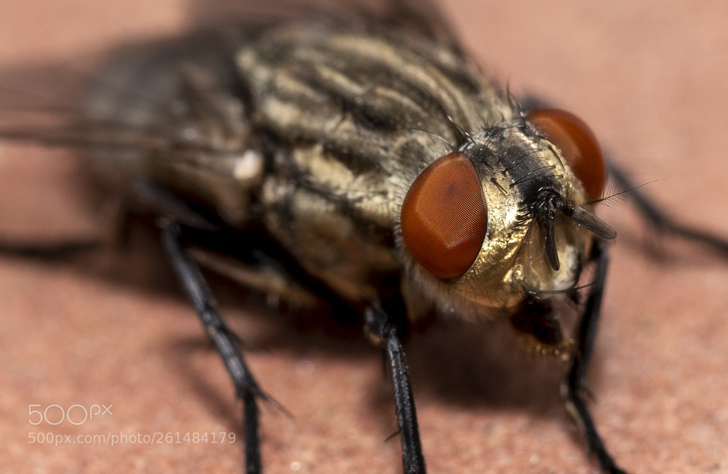 Sony a7 III sample photo. Eye of the fly photography
