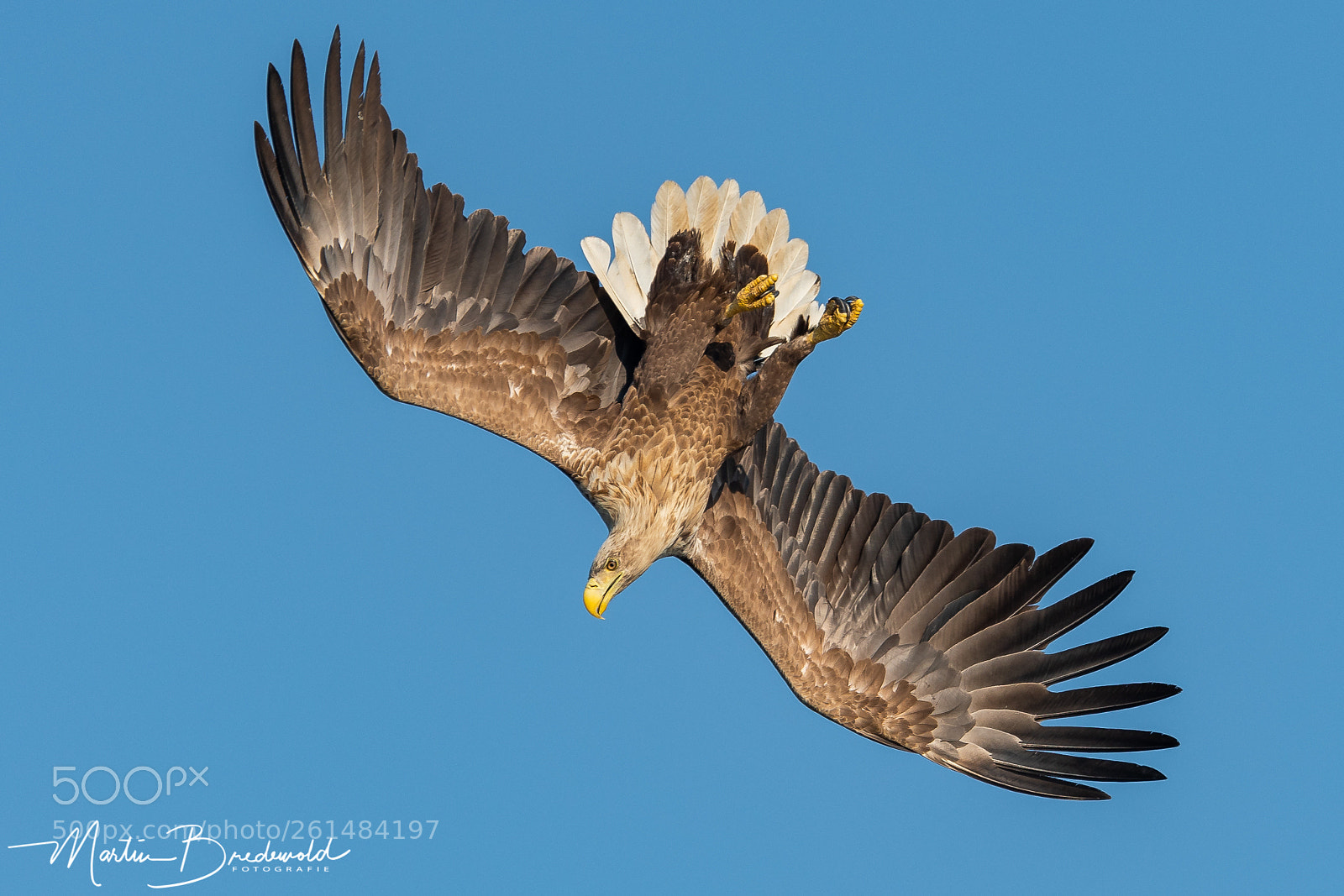 Nikon D500 sample photo. White tailed eagle photography