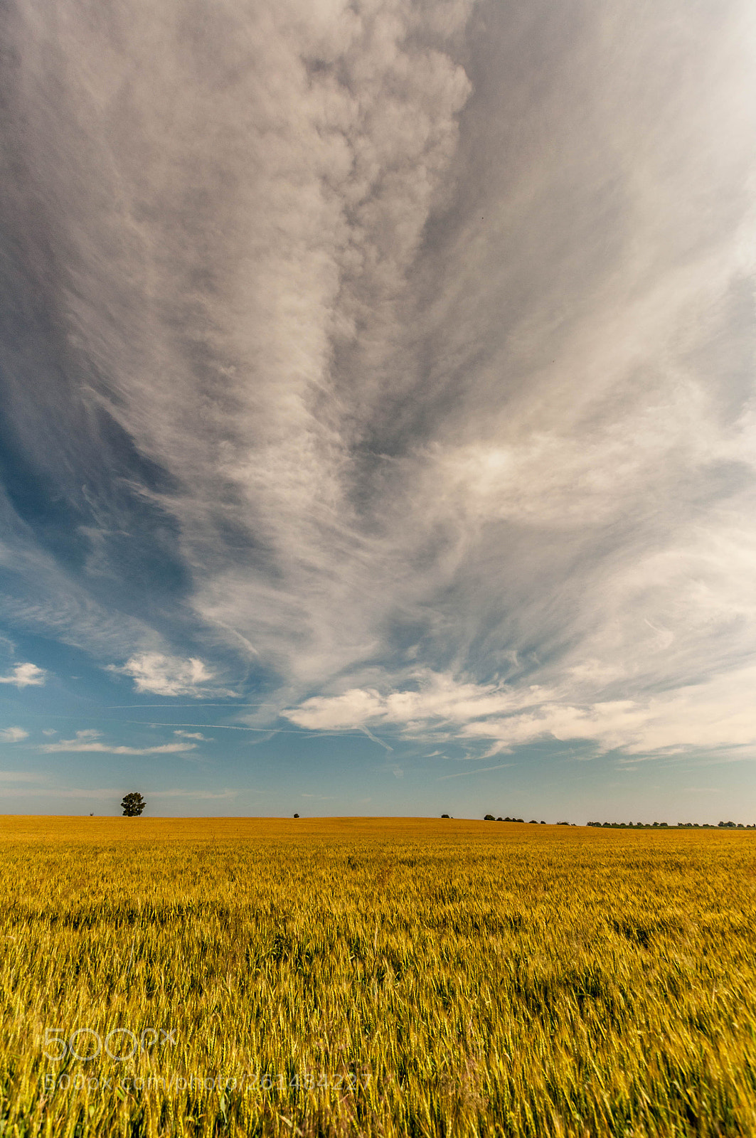 Nikon D90 sample photo. Field in the morning photography