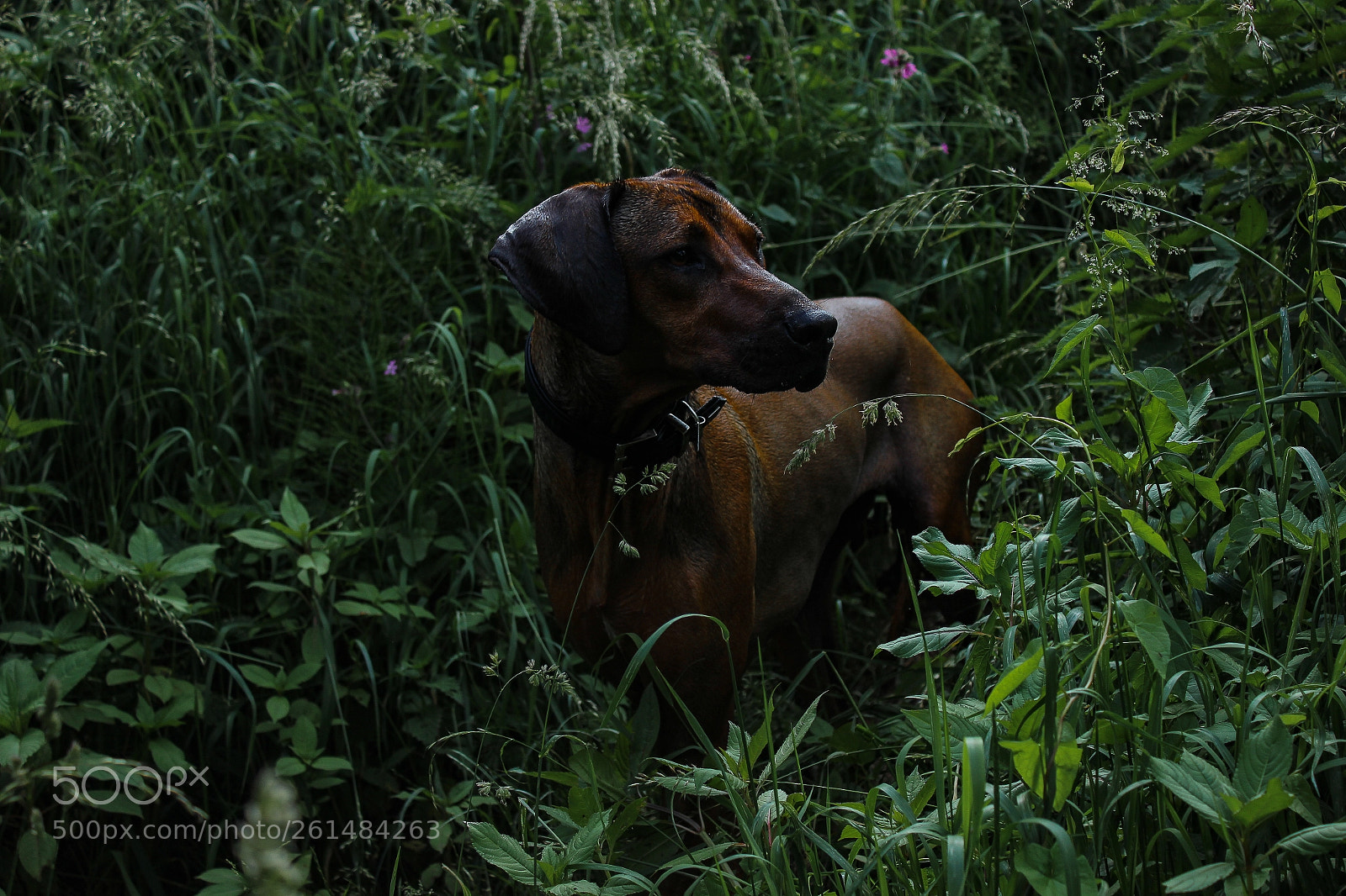 Canon EOS 600D (Rebel EOS T3i / EOS Kiss X5) sample photo. Meranga grande juma photography
