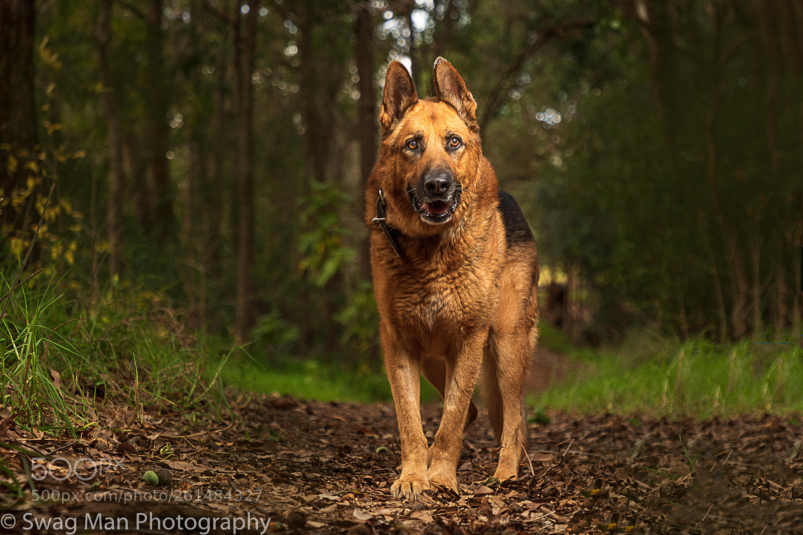 Canon EOS 7D Mark II sample photo. Old boy major photography