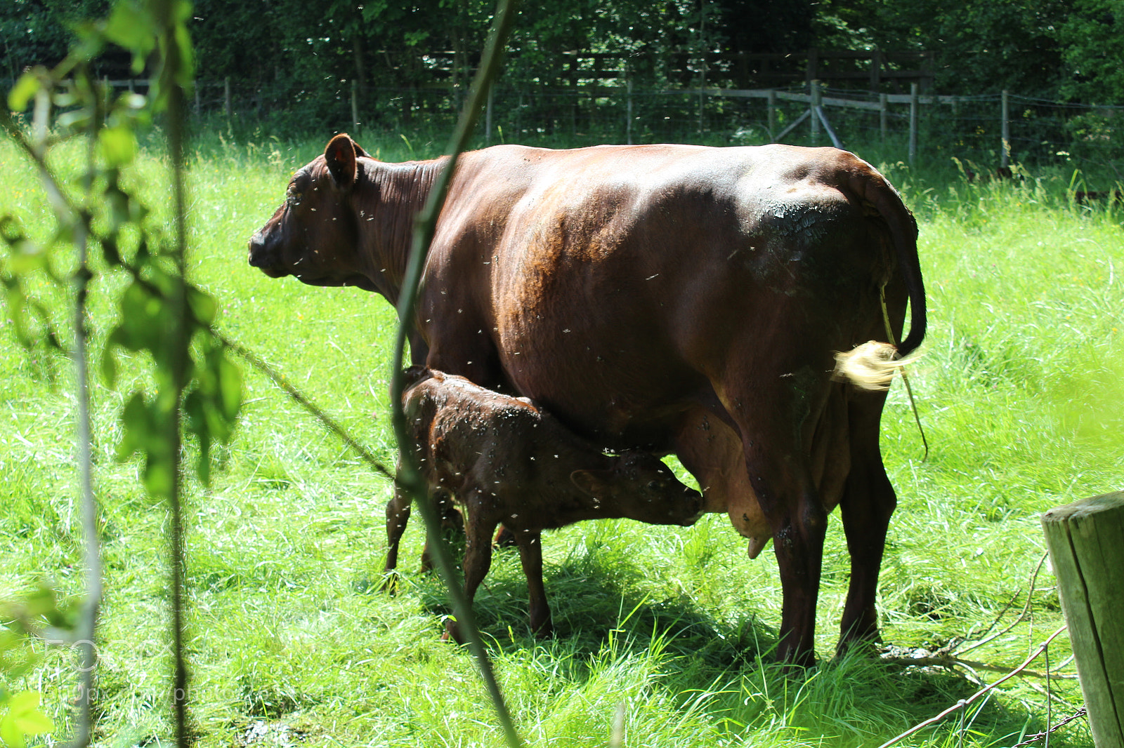 Canon EOS 1300D (EOS Rebel T6 / EOS Kiss X80) sample photo. New born calf's first photography