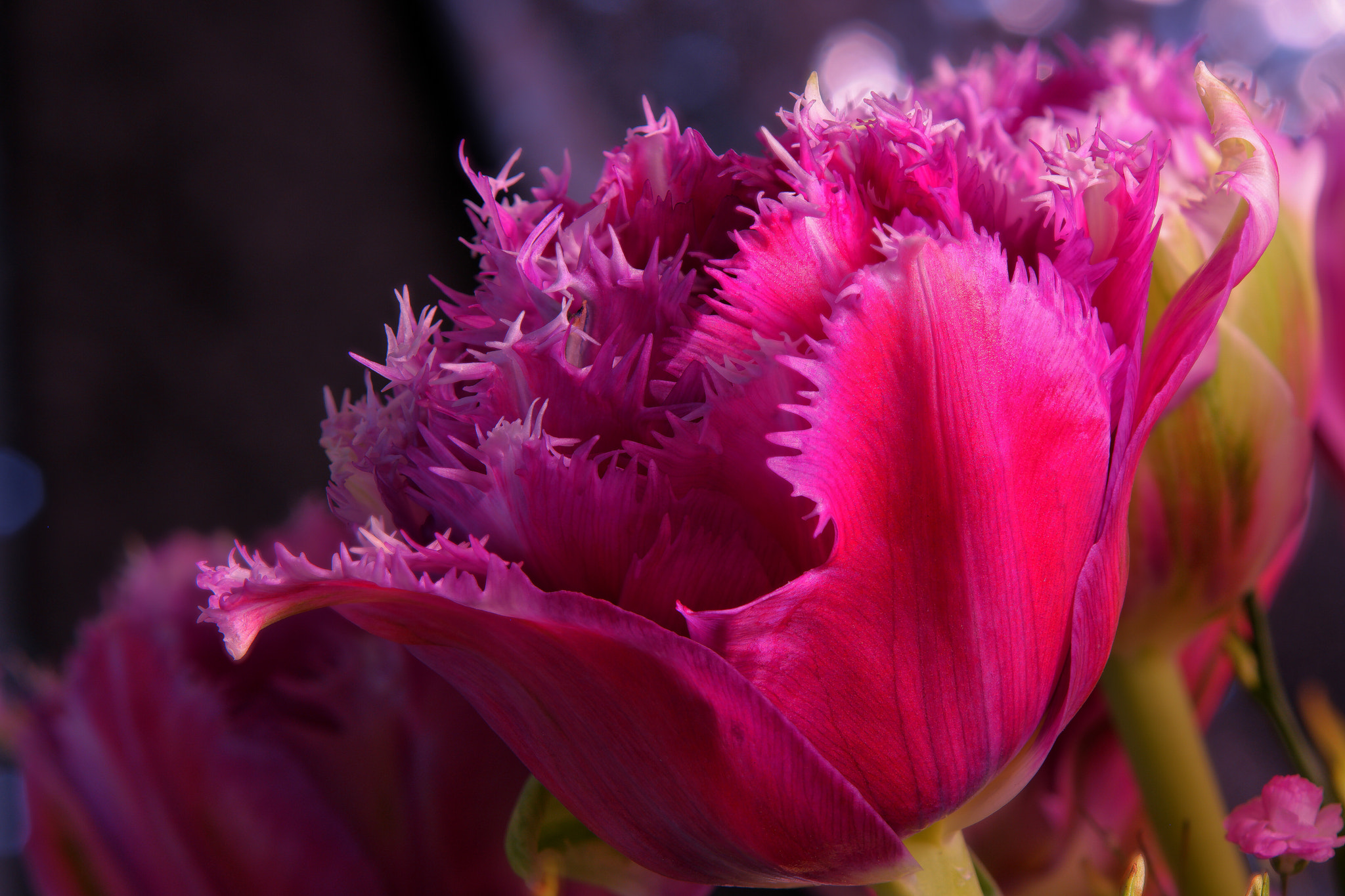 Samsung NX500 sample photo. Tulip photography