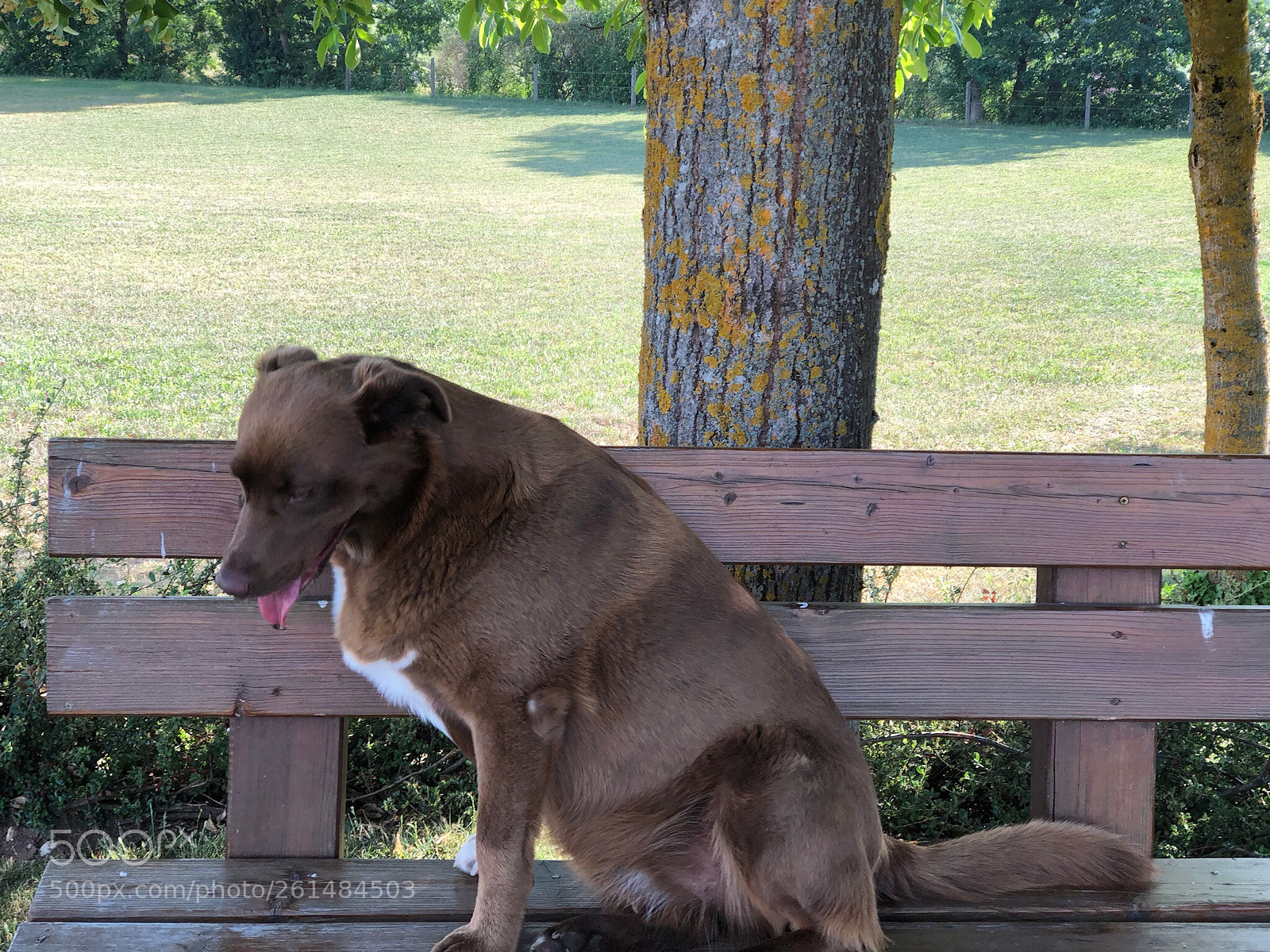Apple iPhone 8 Plus sample photo. Resting dog photography