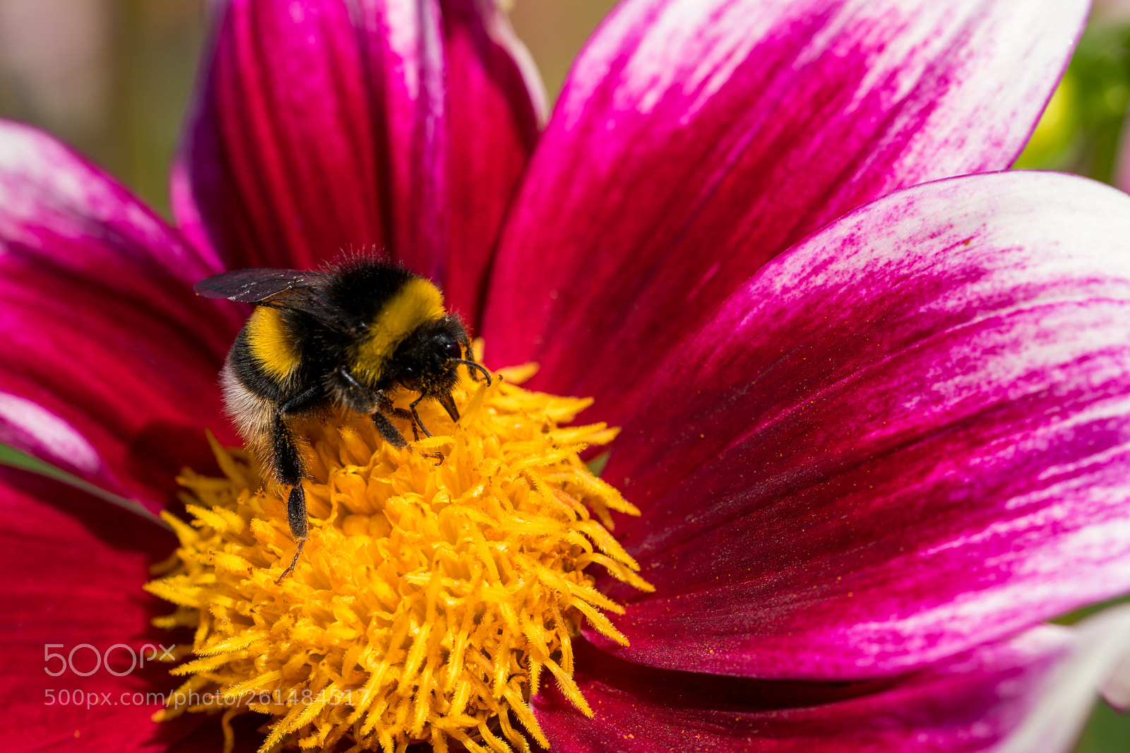 Sony a6300 sample photo. Bumblebee in action photography