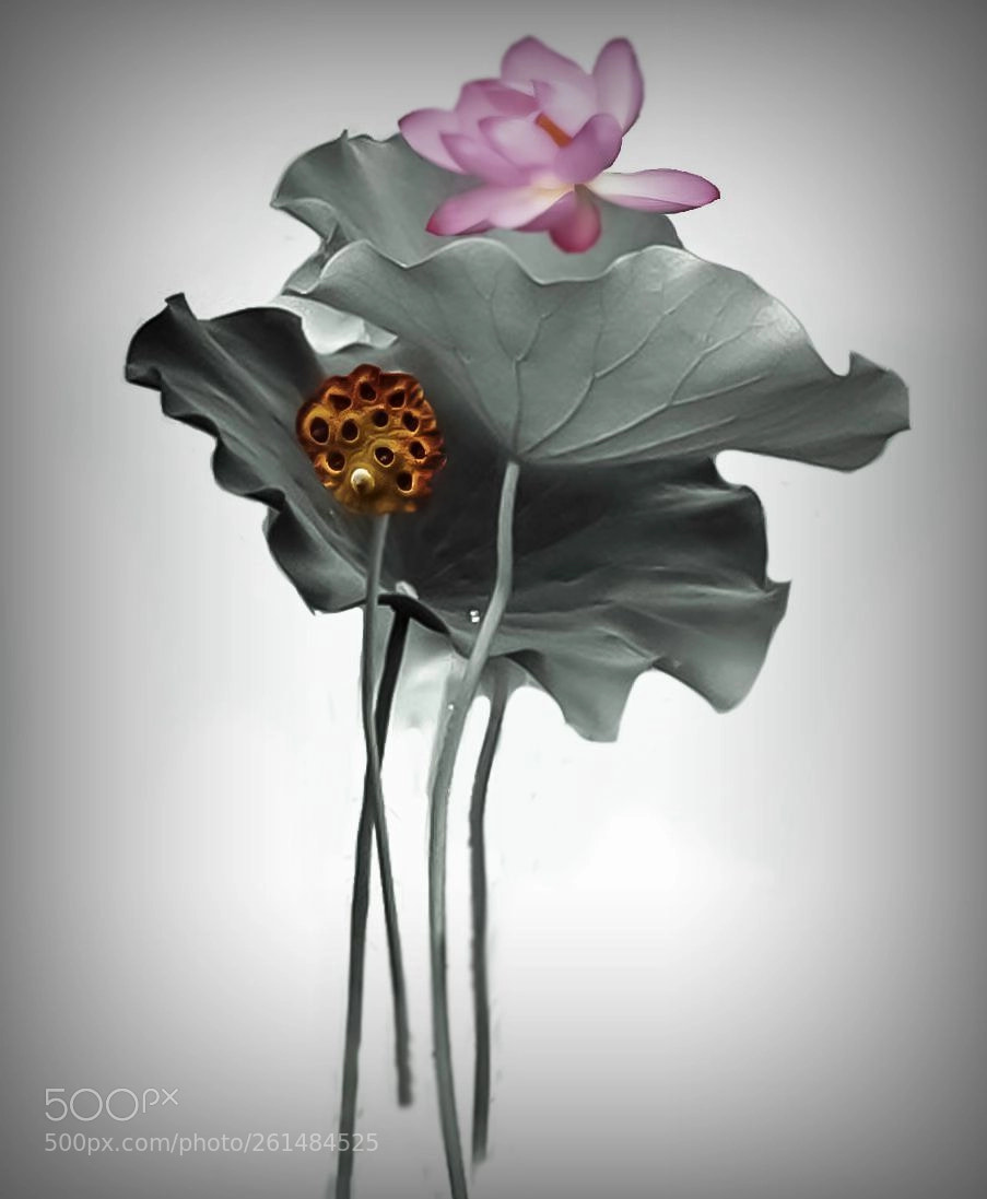 Nikon D300 sample photo. 画意荷花 photography