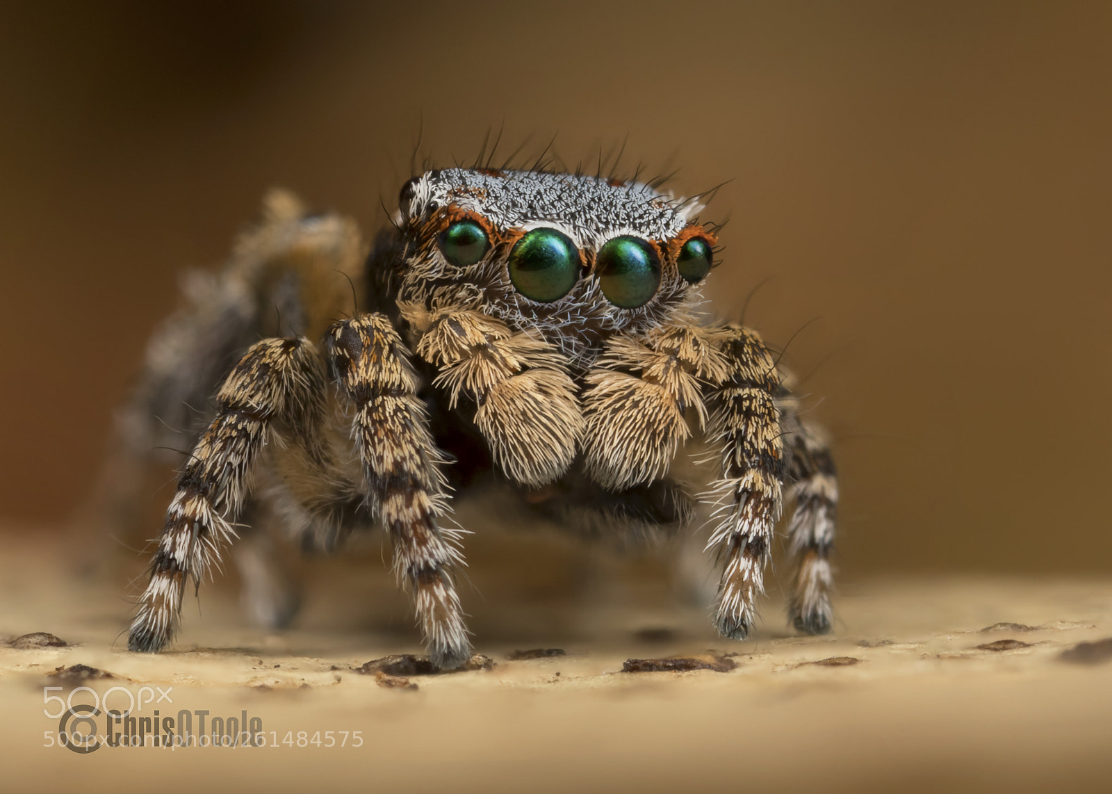 Canon EOS 6D Mark II sample photo. Unnamed peacock spider photography