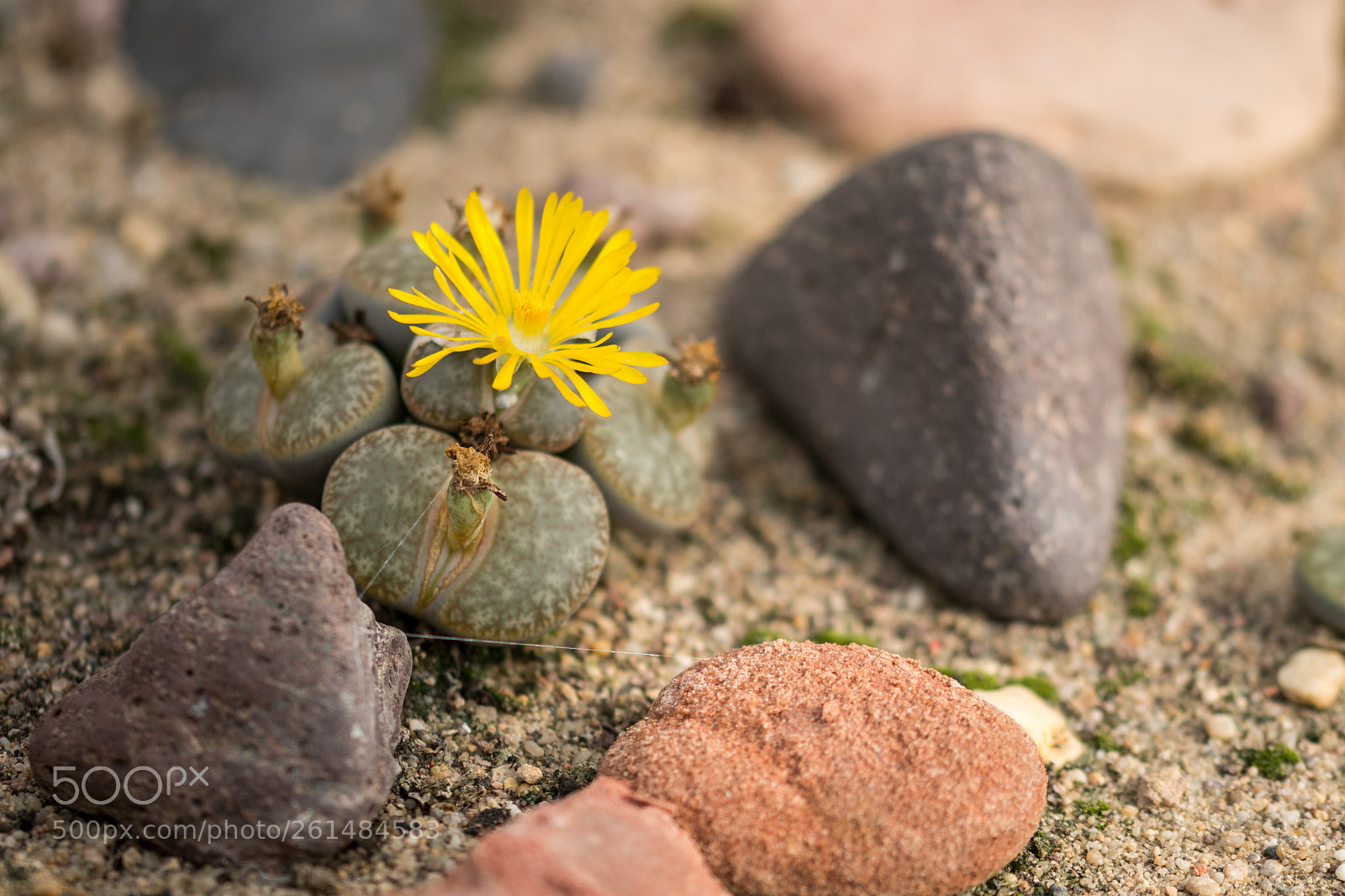 Sony a6300 sample photo. Leben in der w photography