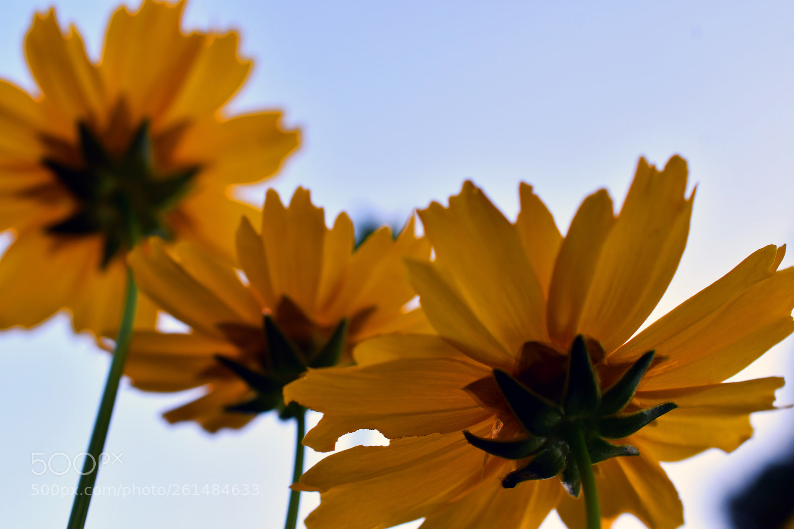 Nikon D500 sample photo. ...dem himmel entgegen... photography