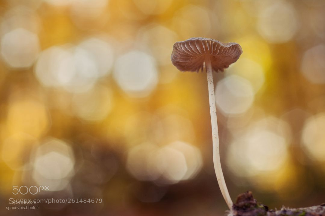 Nikon D7100 sample photo. Mushroom and flares photography
