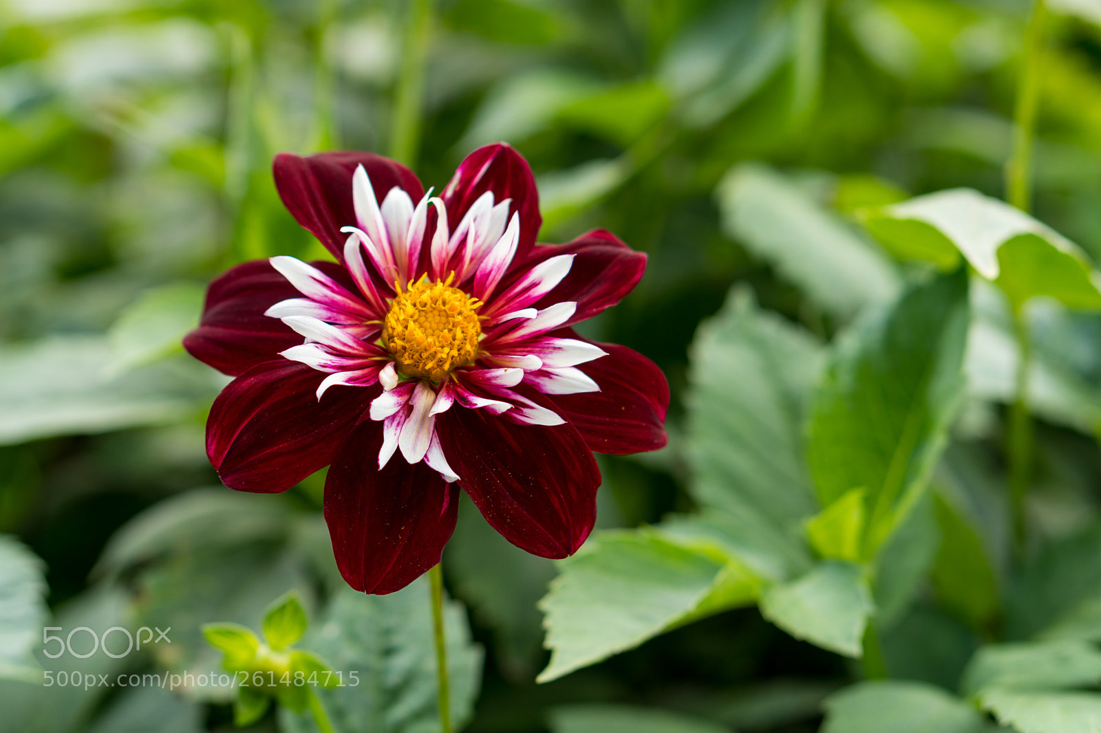 Sony a6300 sample photo. Bunte schönheit photography