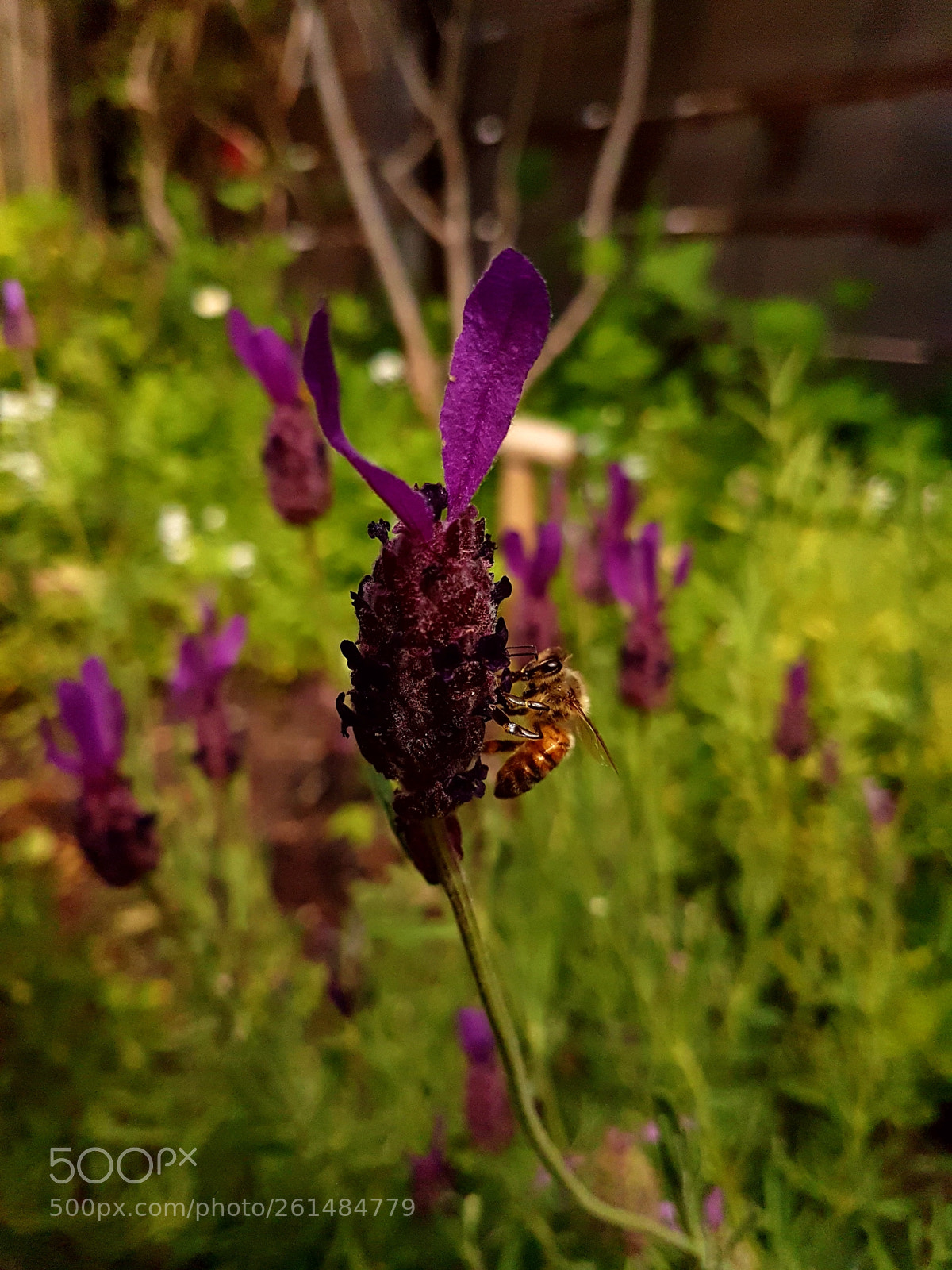 Samsung Galaxy S7 sample photo. A bee on lavender photography