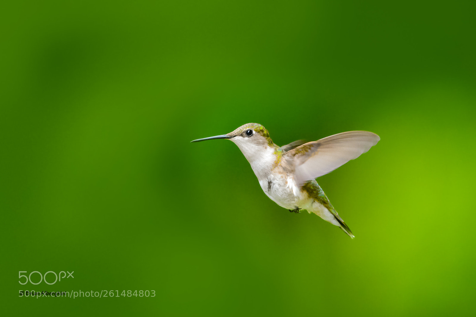 Nikon D7100 sample photo. Hummingbird #3 photography