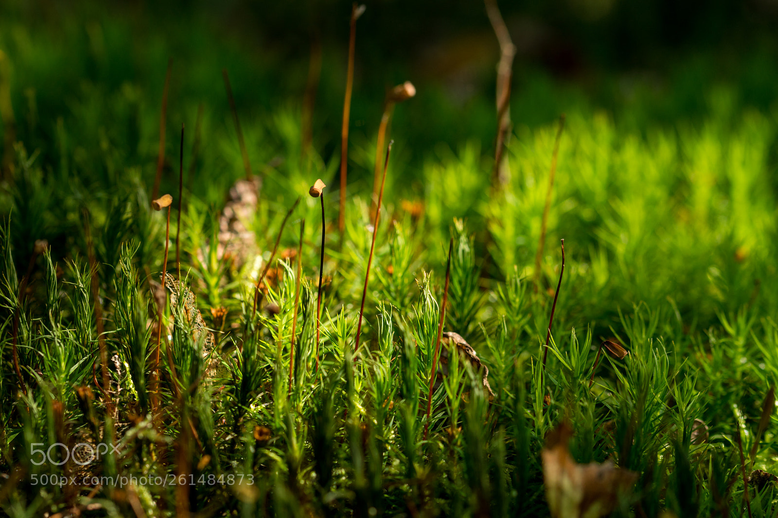 Sony a6300 sample photo. Lichtstimmung im moos photography