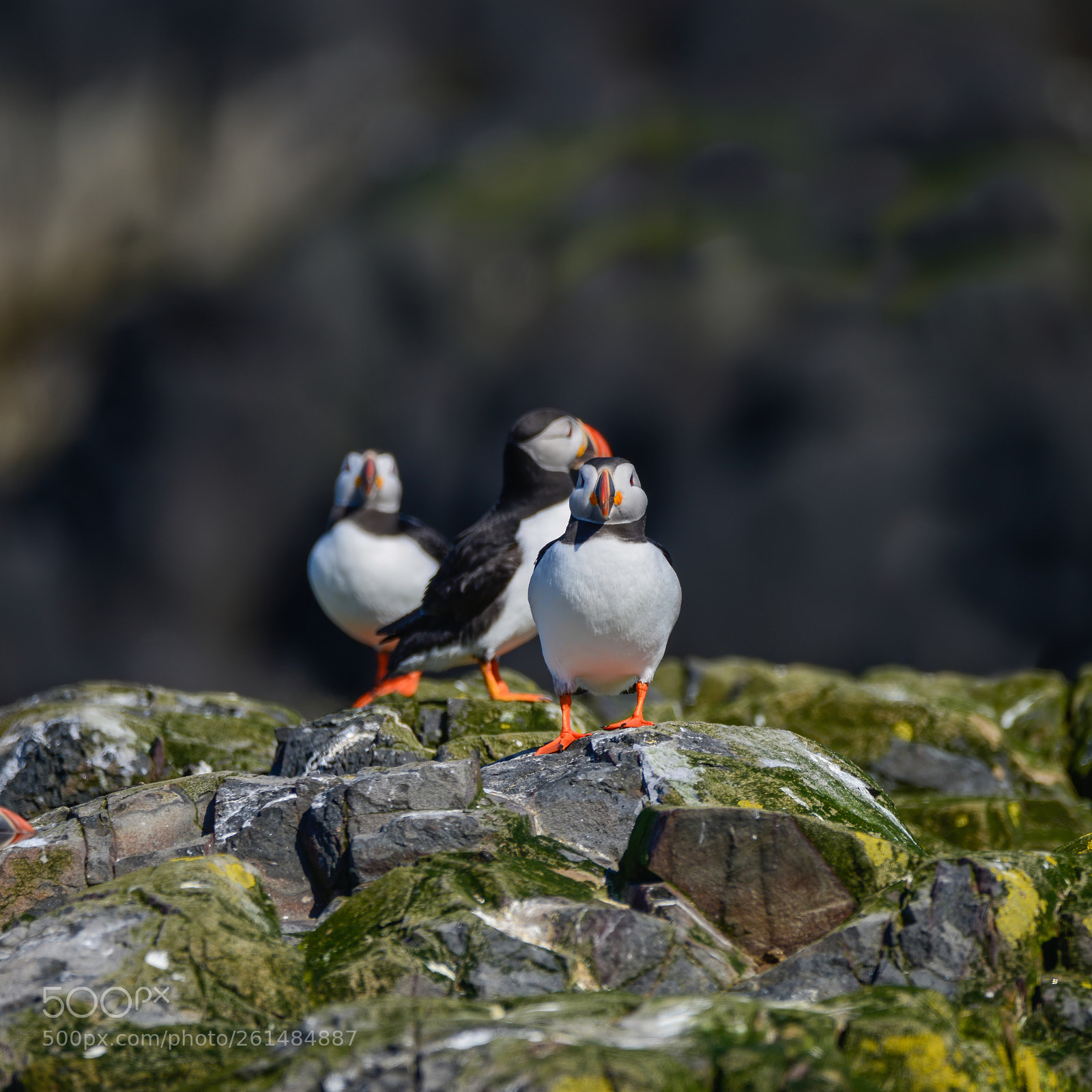 Nikon D800 sample photo. Colorful atlantic puffin or photography